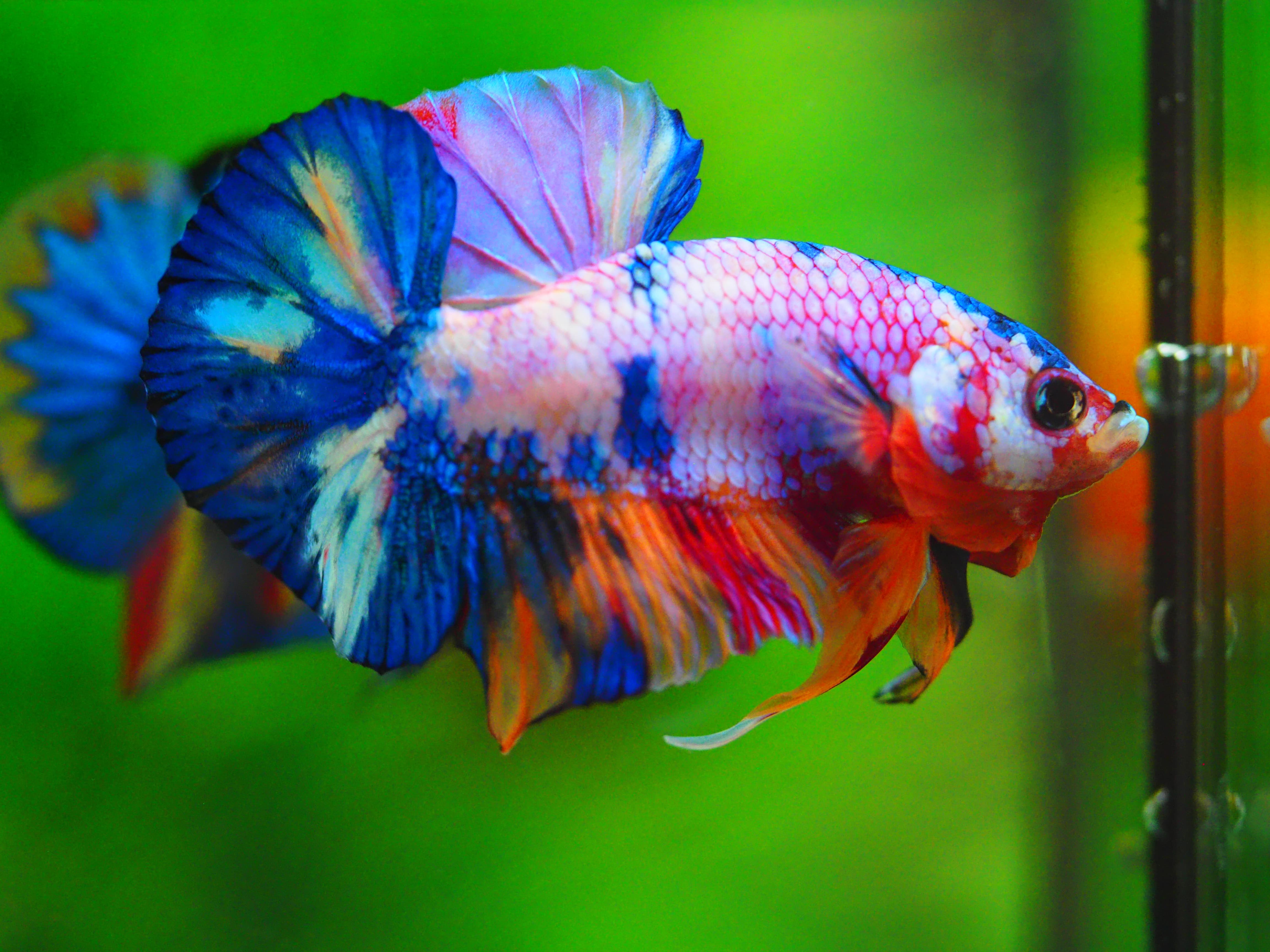 HMPK CANDY MALE GRADE A++