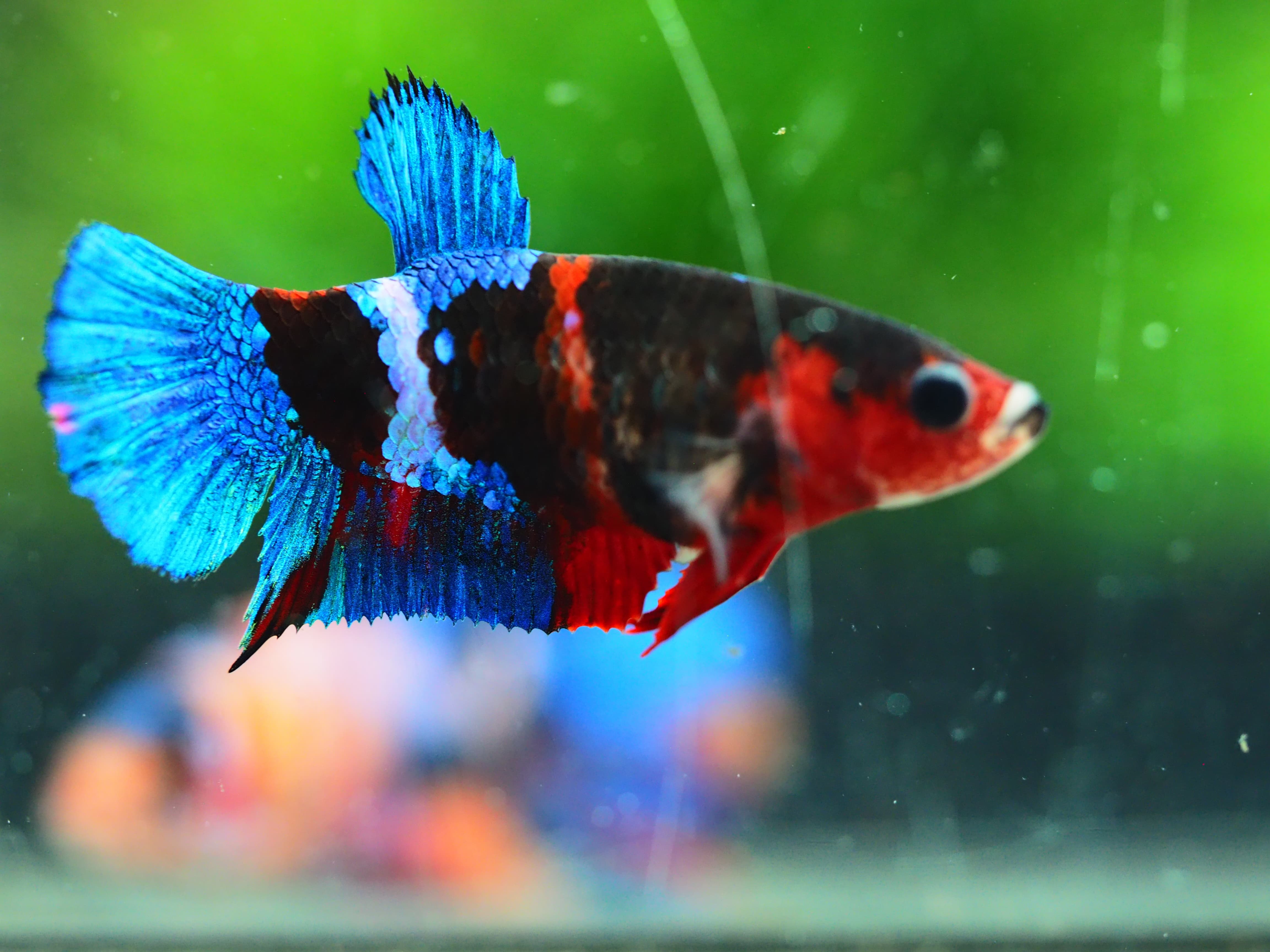 HMPK KOI GALAXYGRADE A++ FEMALE