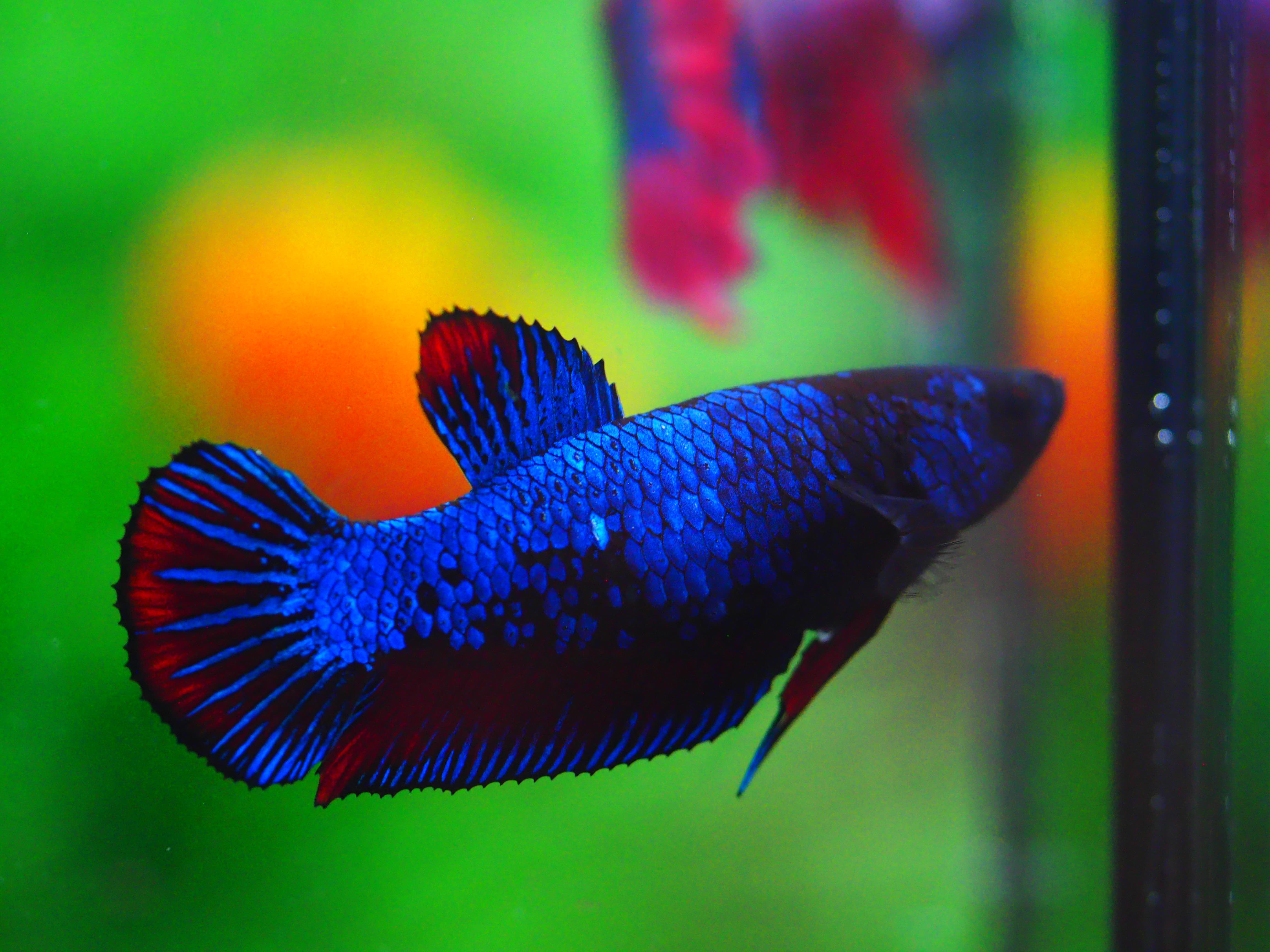 HMPK FANCY FEMALE GRADE A +++