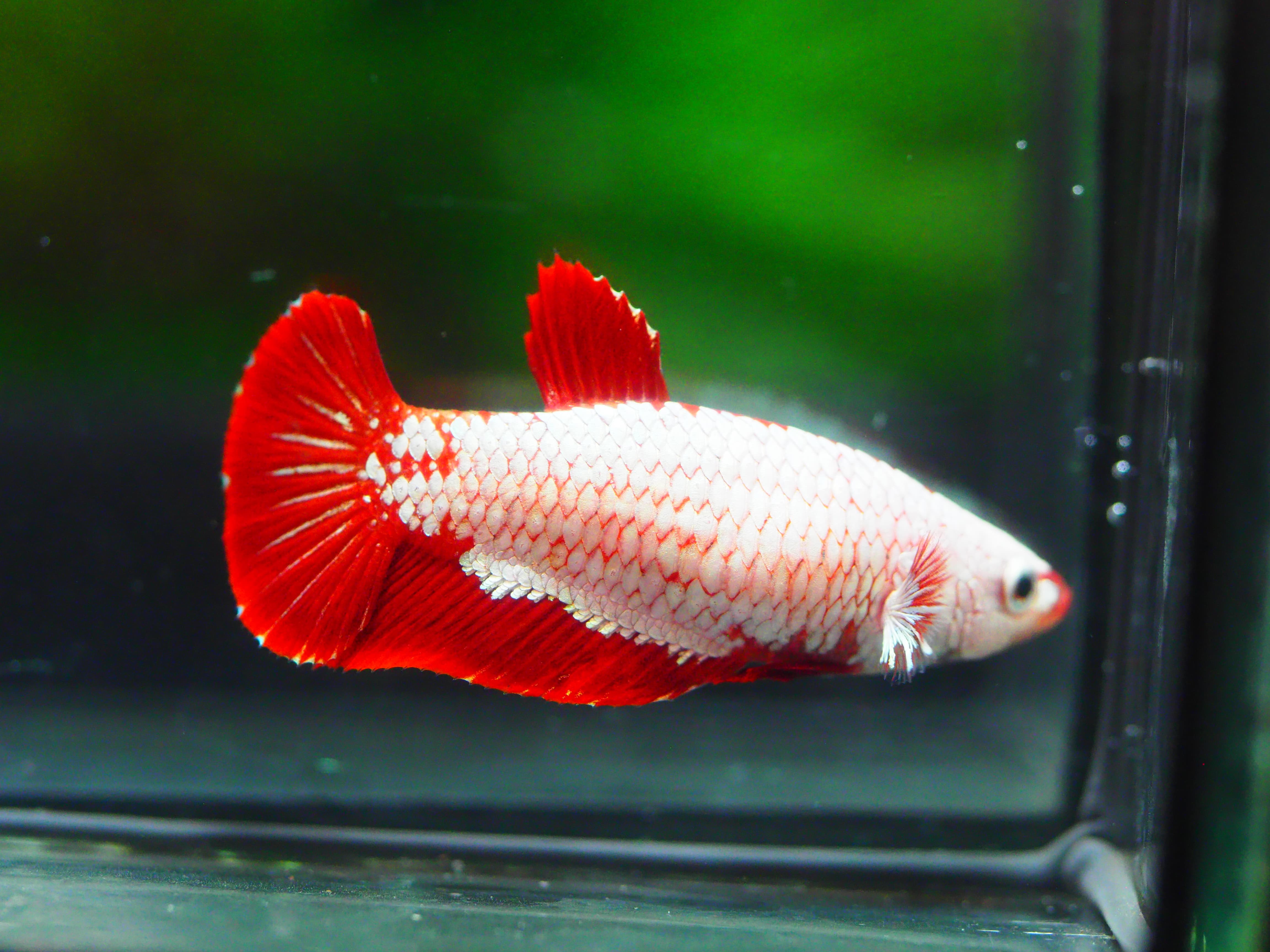HMPK RED DRAGON FEMALE GRADE A +++