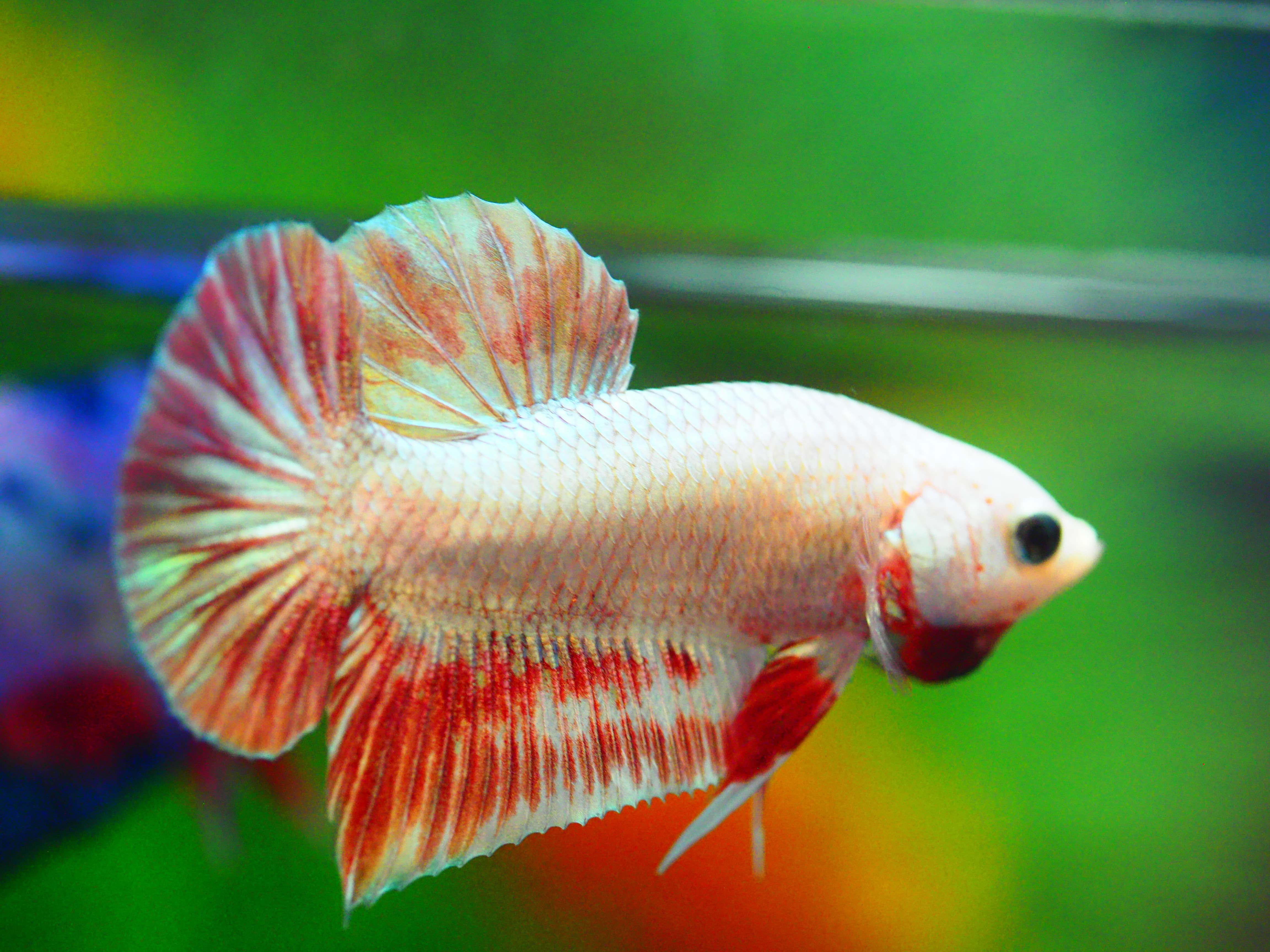 HMPK COPPER RED MALE GRADE A +++