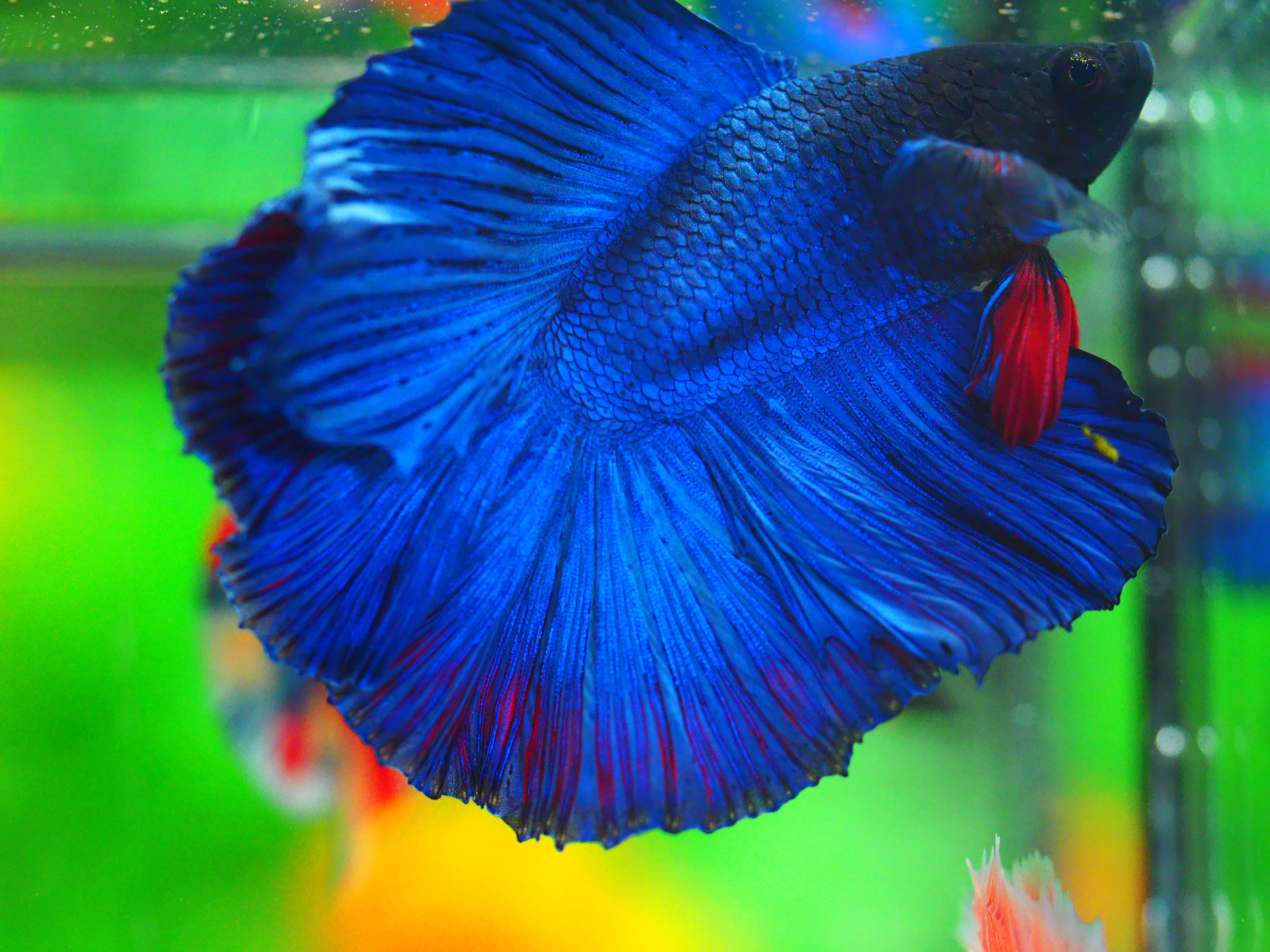 DT FANCY MALE GRADE A +++