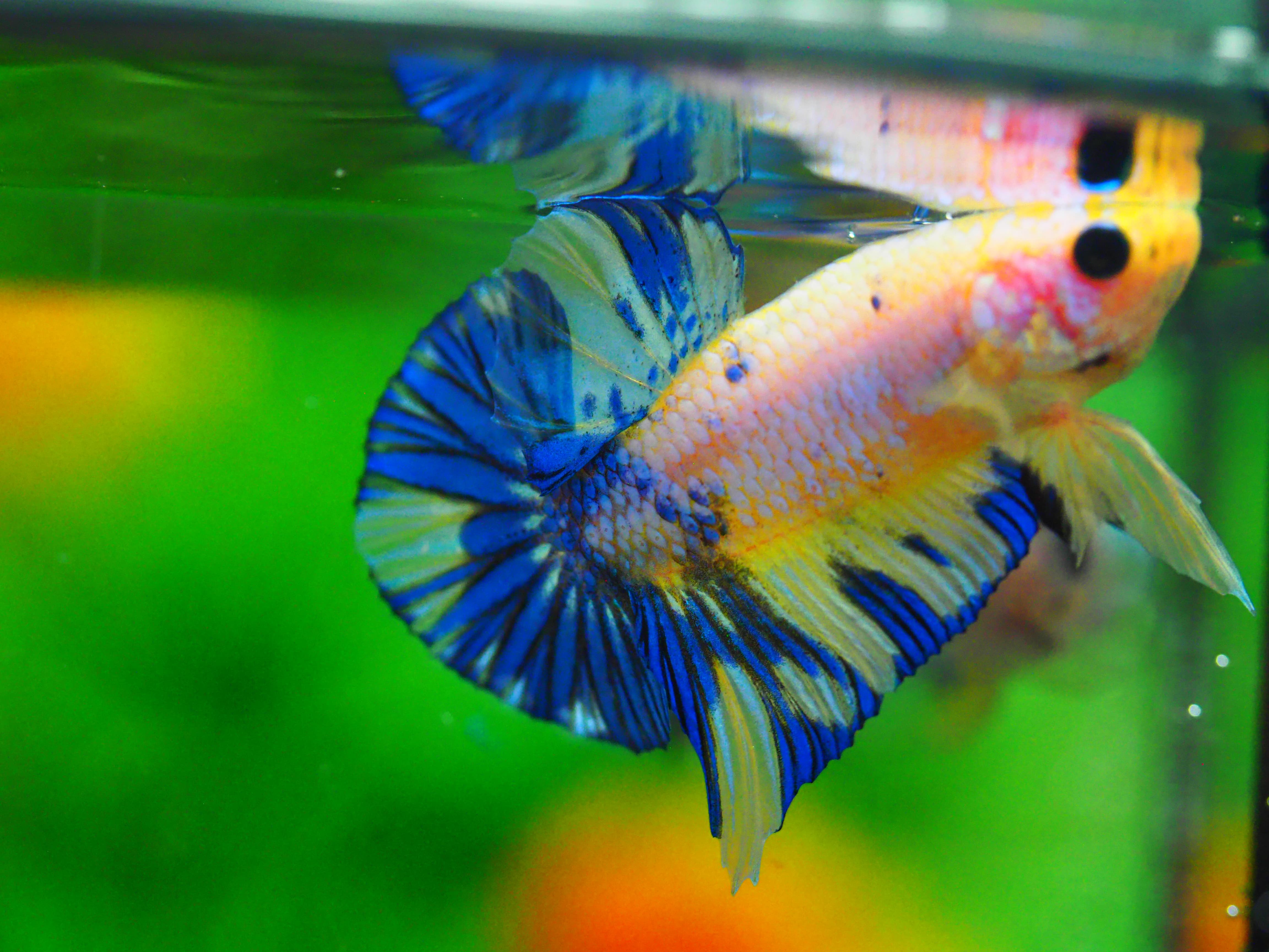 HMPK FANCY MALE GRADE A +++