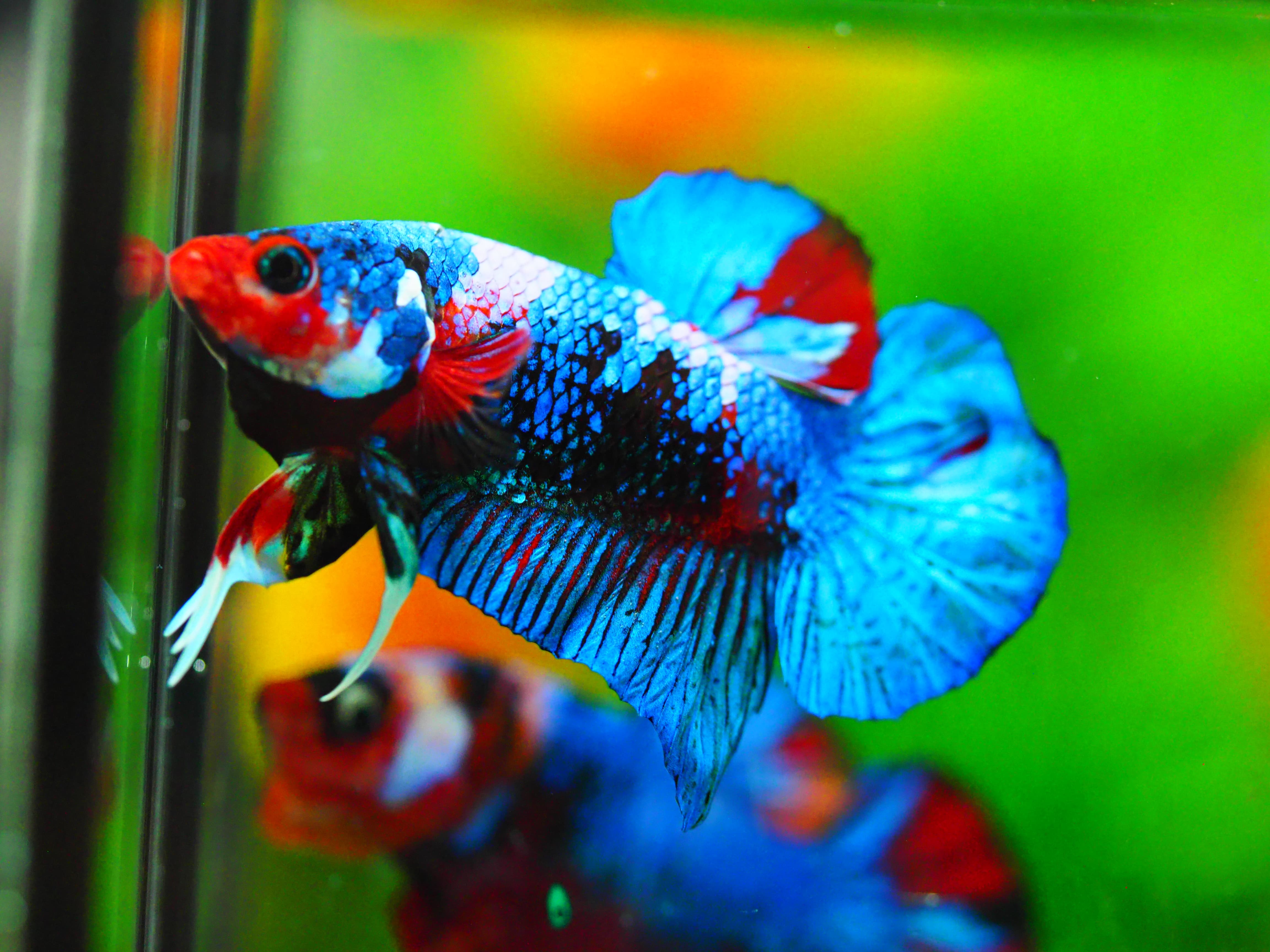 HMPK KOI GALAXY MALE GRADE A +++