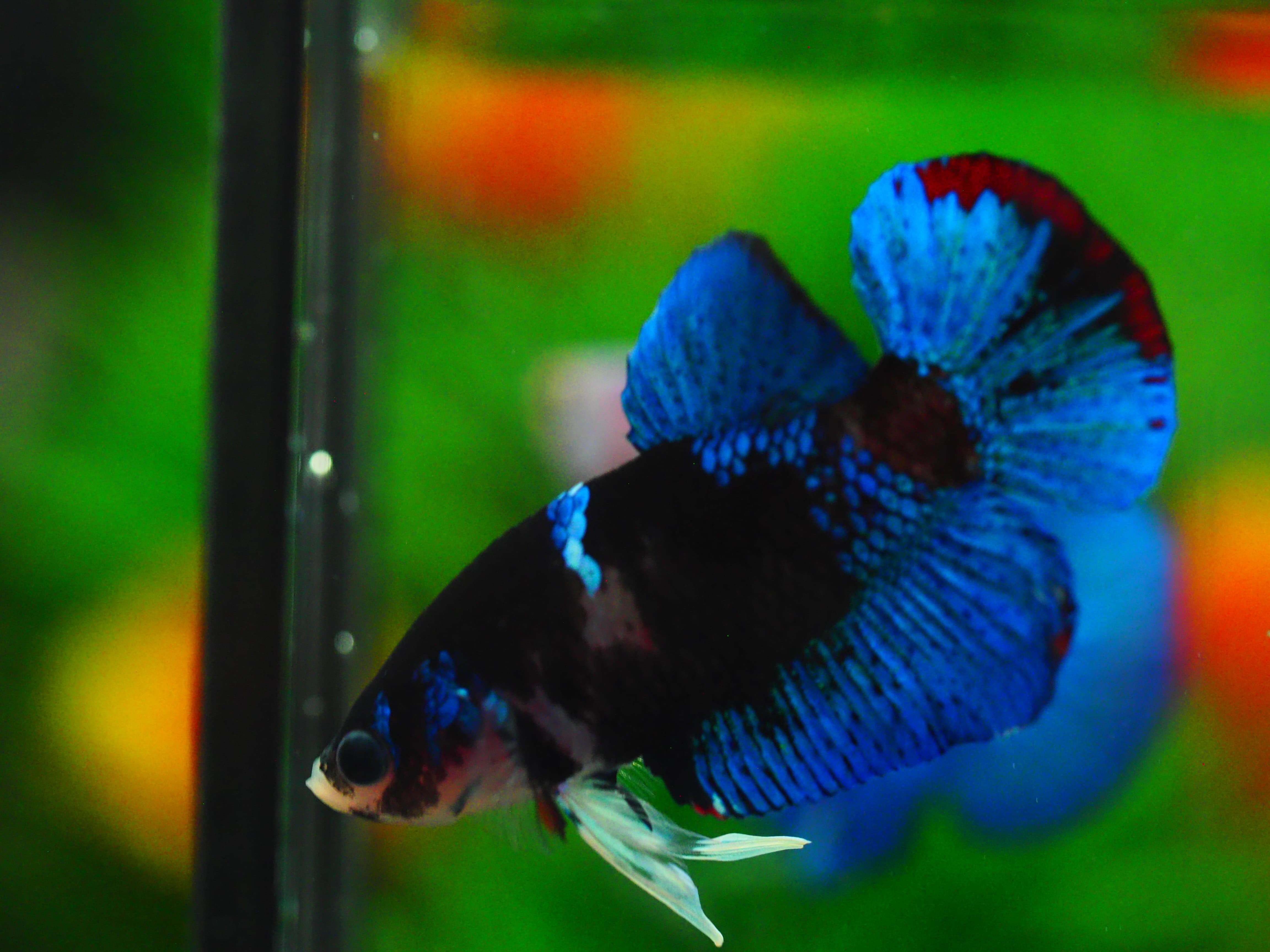 HMPK KOI GALAXY MALE GRADE A+++