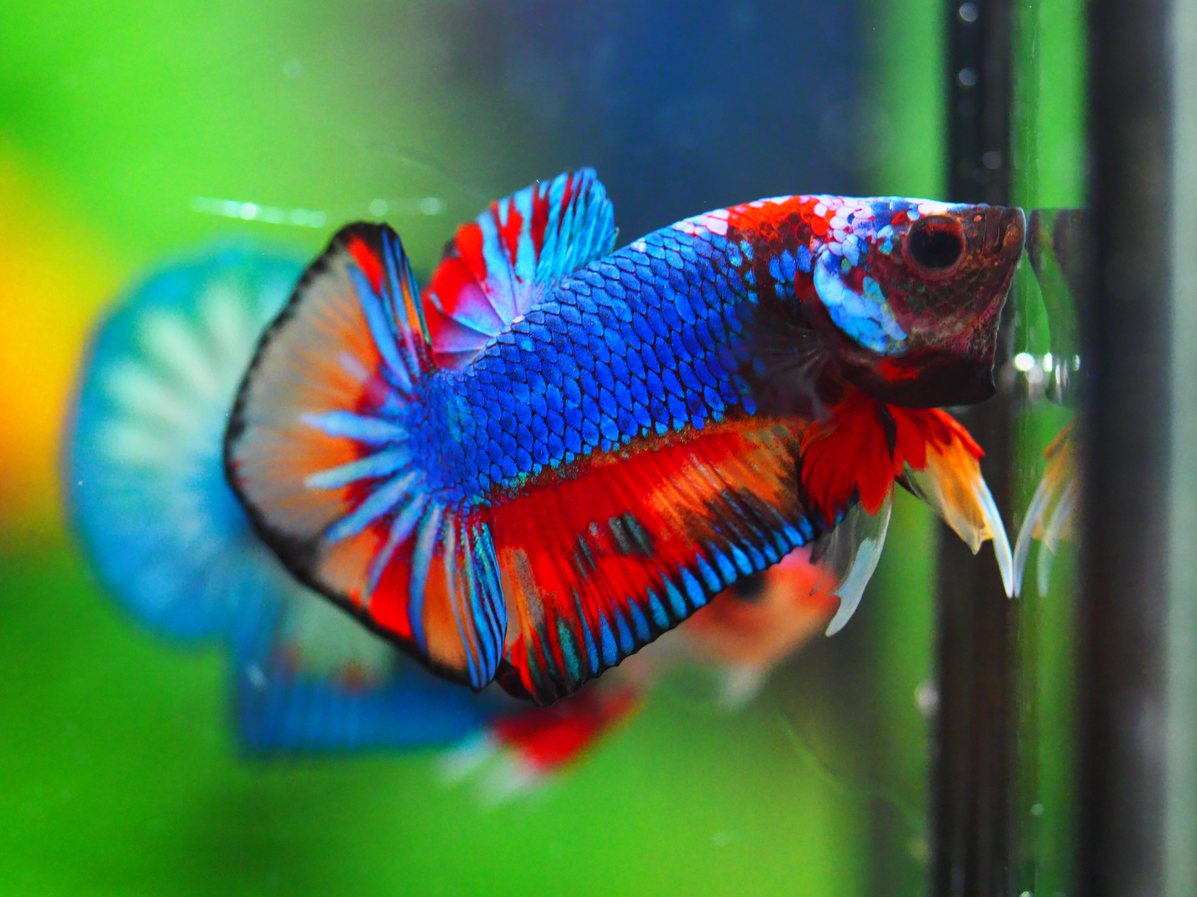 HMPK KOI GALAXY MALE GRADE A +++