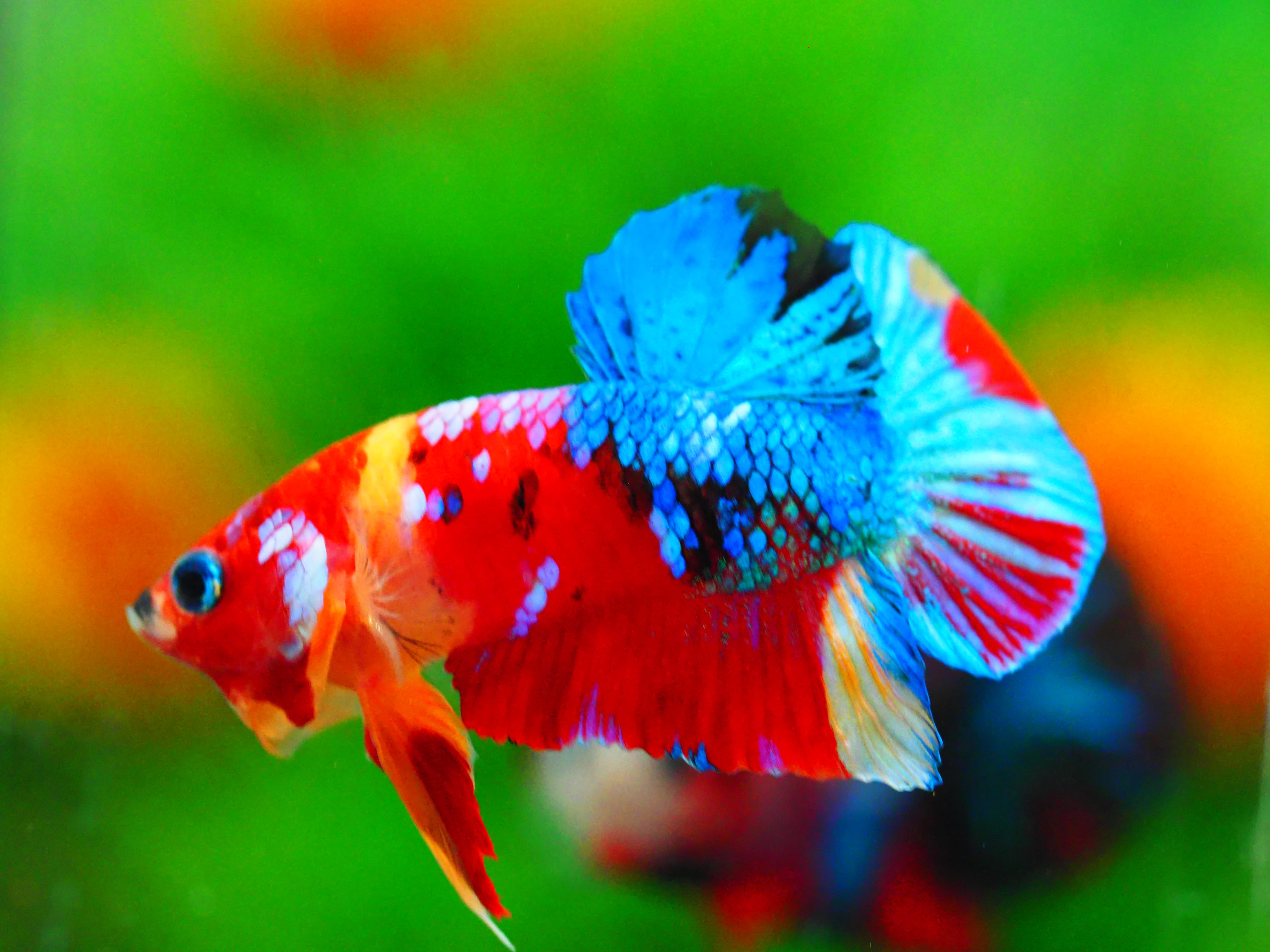 HMPK NEMO GALAXY MALE GRADE A +++