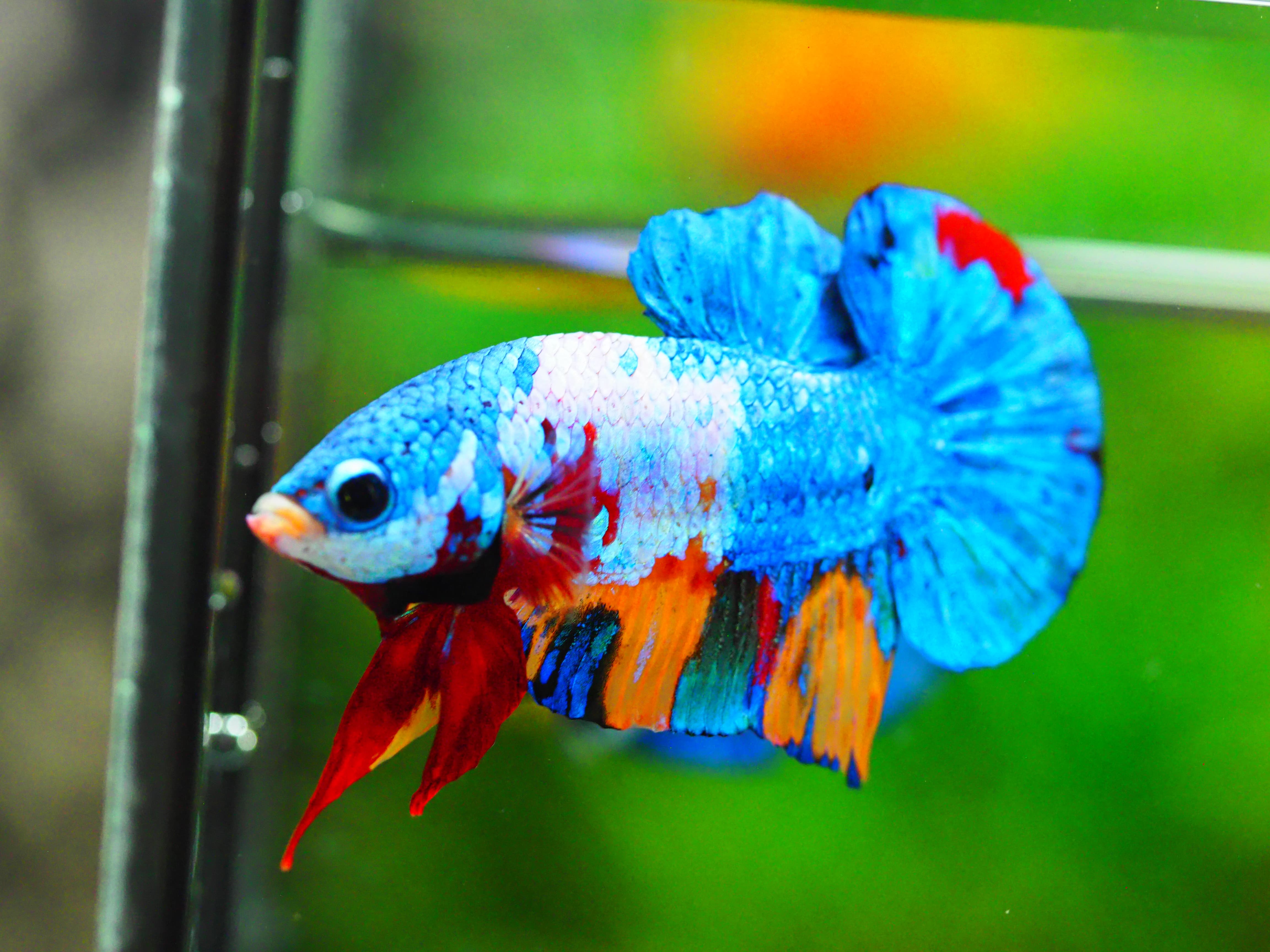 HMPK KOI GALAXY MALE GRADE A +++