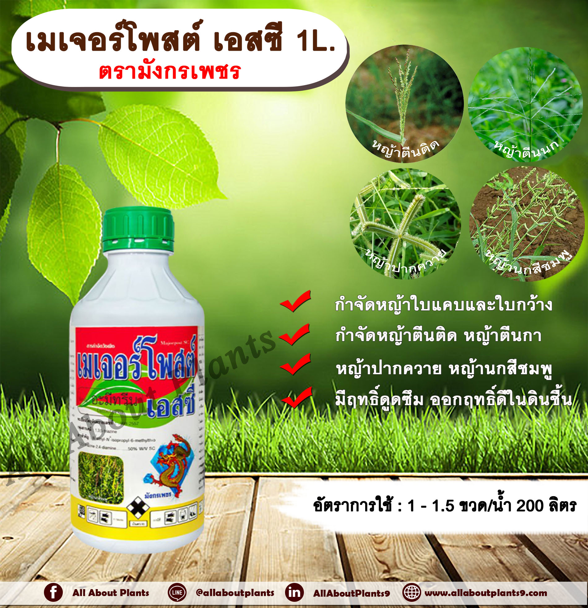 เมเจอร์โพสต์ เอสซี 1L. ตรามังกรเพชร อะมีทรีน อามีทรีน สารกำจัดวัชพืช กำจัดหญ้า ใบแคบและใบกว้าง แบบดูดซึม ชนิดน้ำ กำจัดหญ้า หญ้าตีนติด หญ้าตีนกา หญ้าปากควาย หญ้านกสีชมพู หญ้าตีนนก หญ้าดอกขาว allaboutplants ชิ้น
