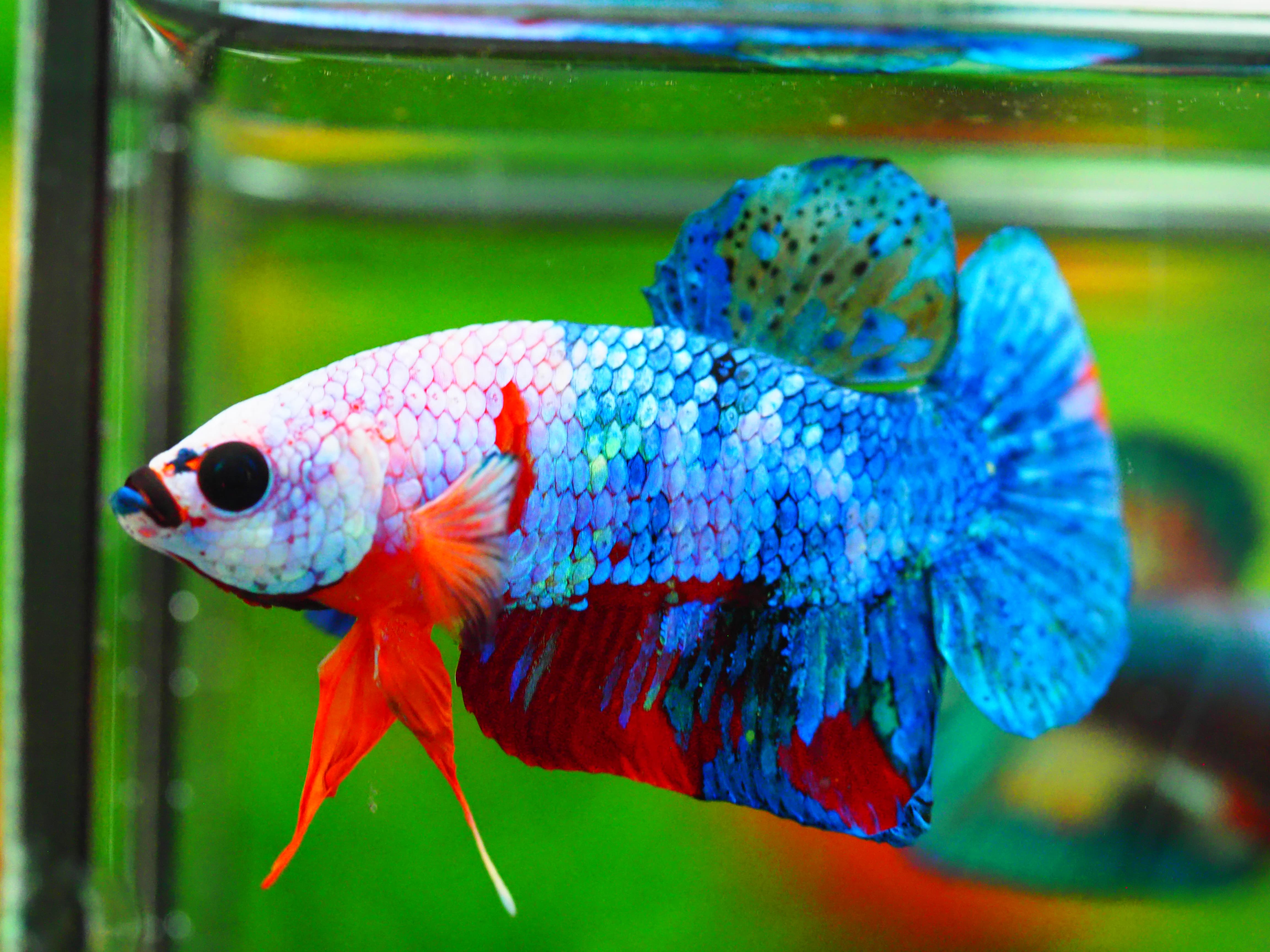 HMPK KOI GALAXY MALE GRADE A +++