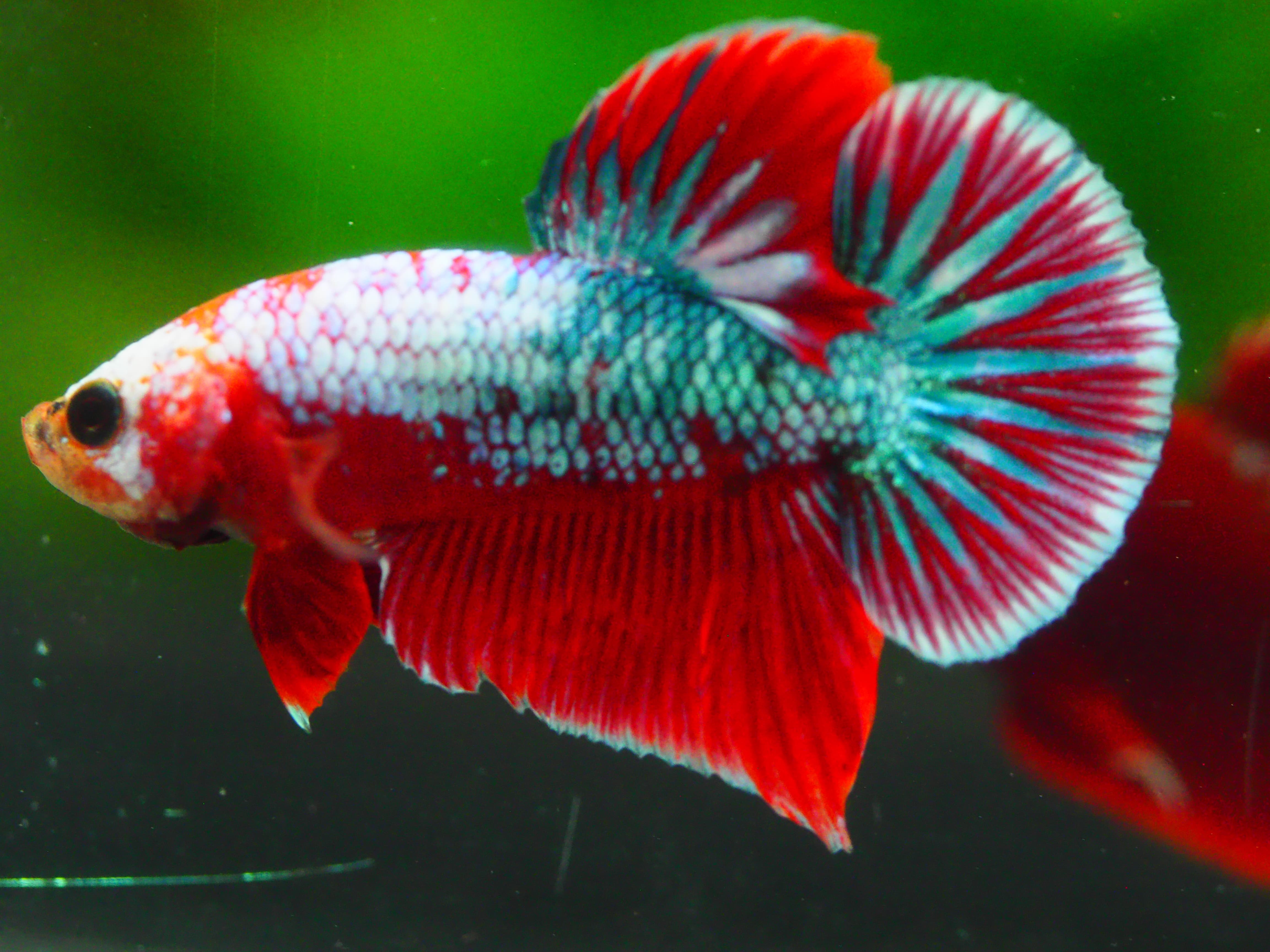 HMPK FANCY MALE GRADE A +++