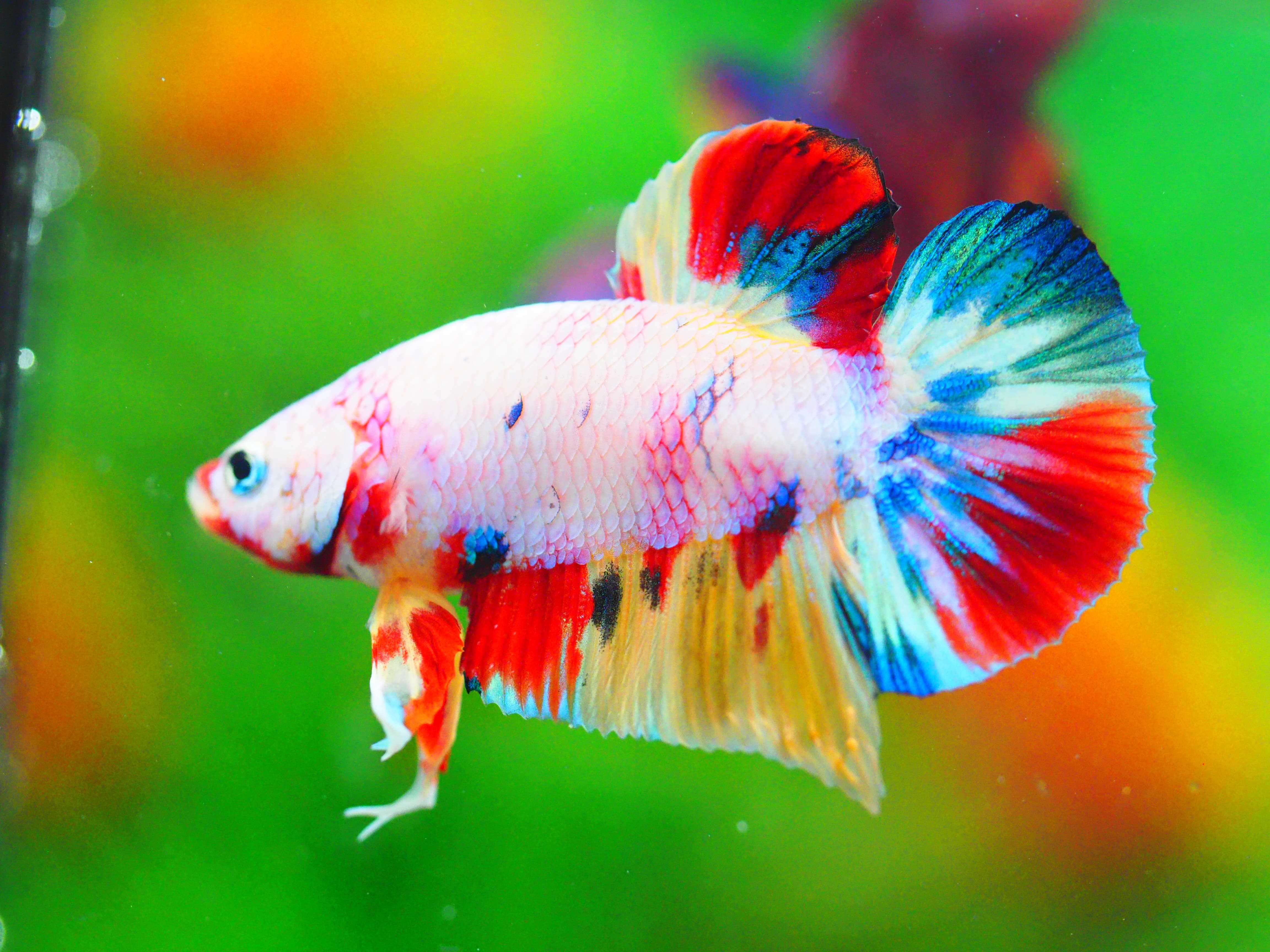 HMPK KOI FANCY MALE GRADE A +++