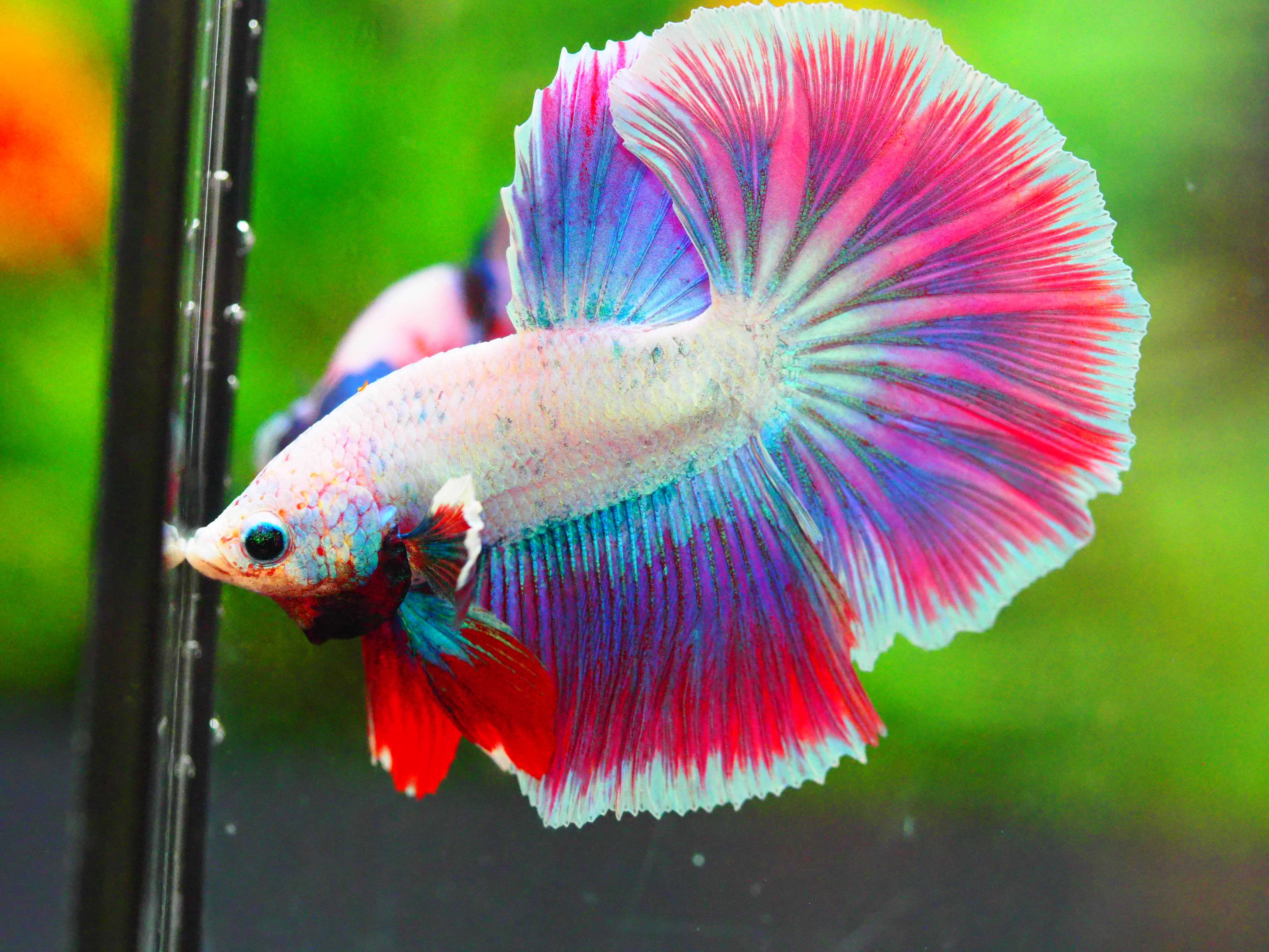 HM FANCY MALE GRADE A +++