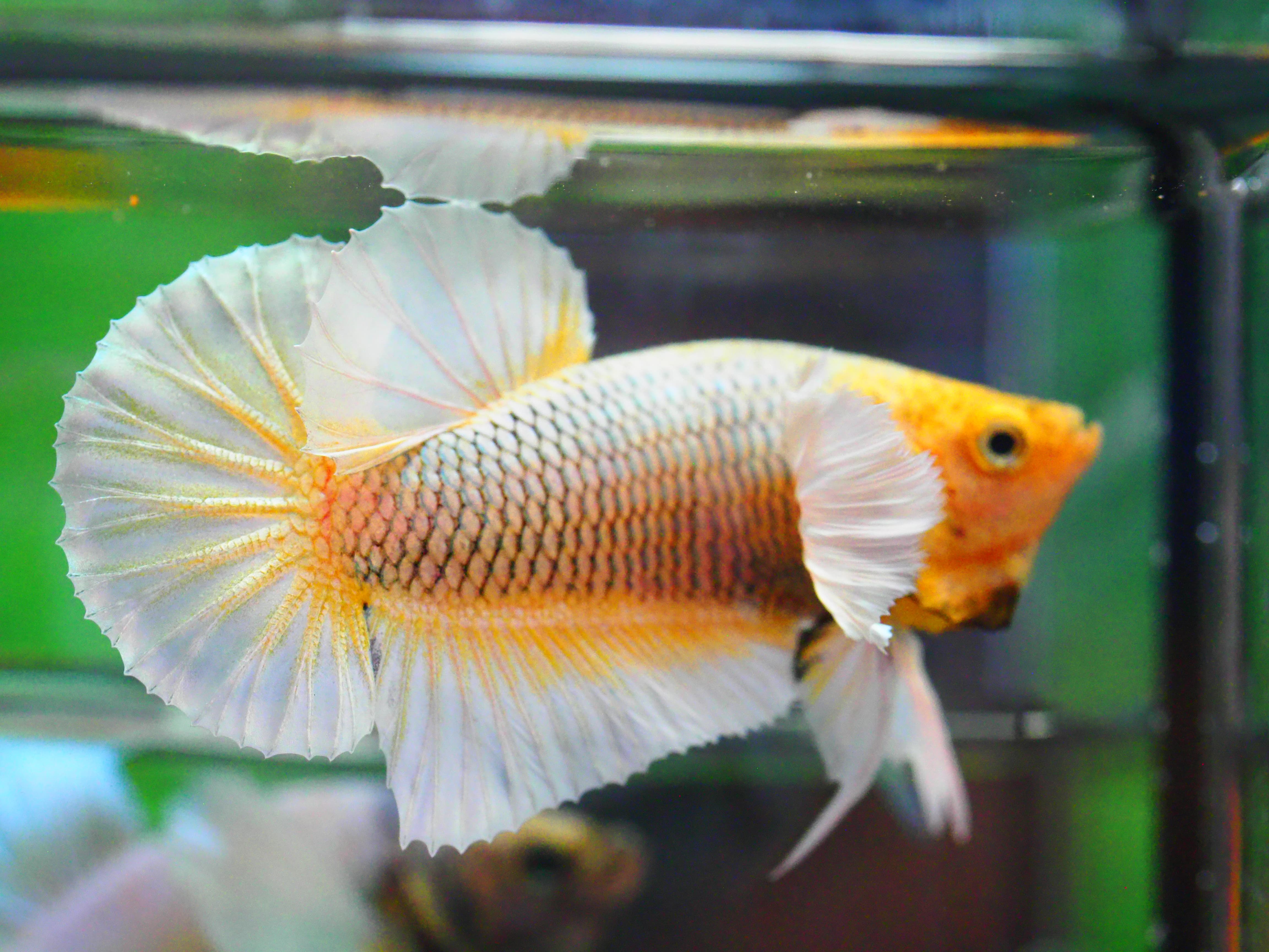 HMPK DUMBO MALE GRADE A +++