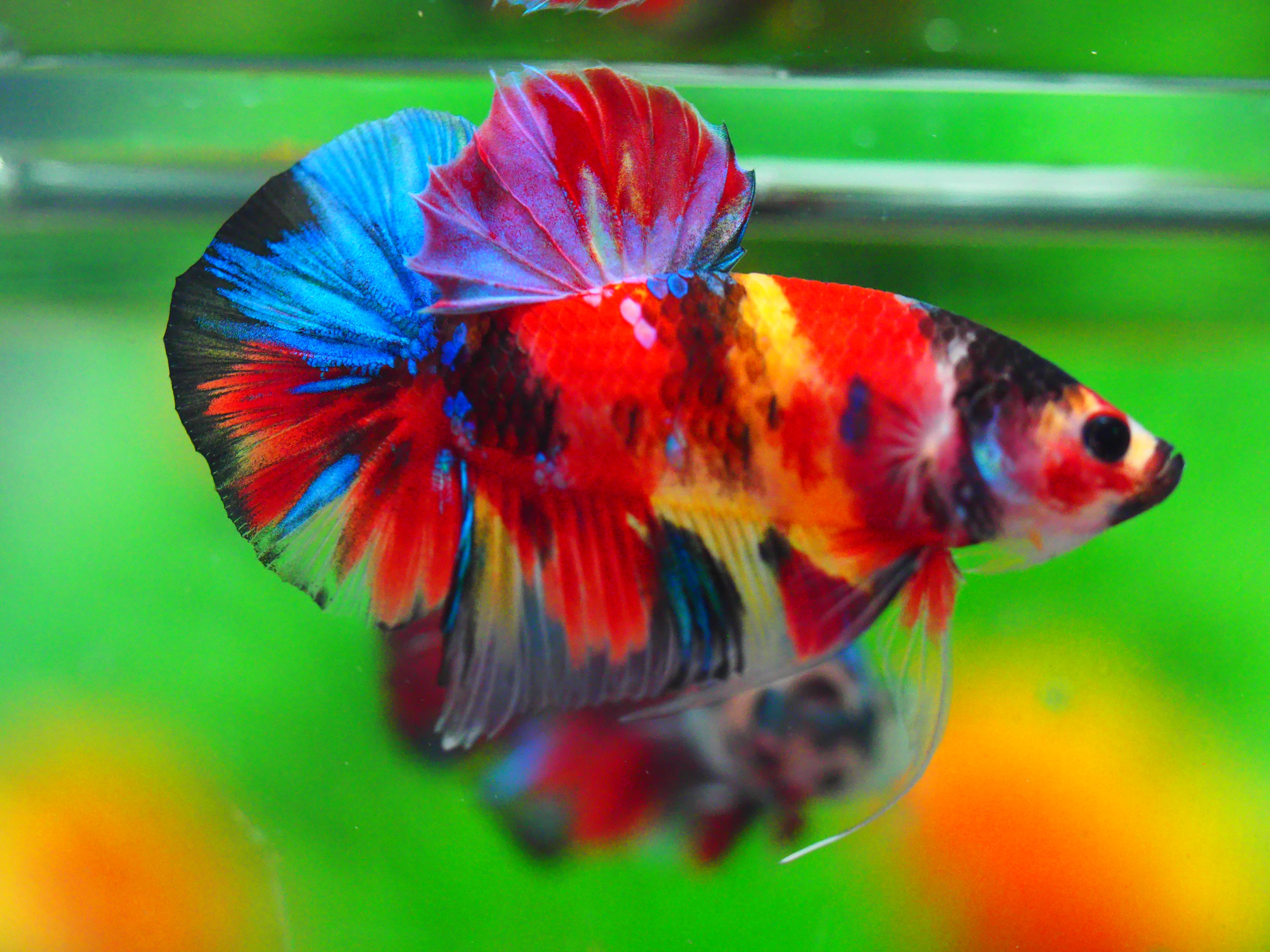 HMPK NEMO GALAXY MALE GRADE A +++