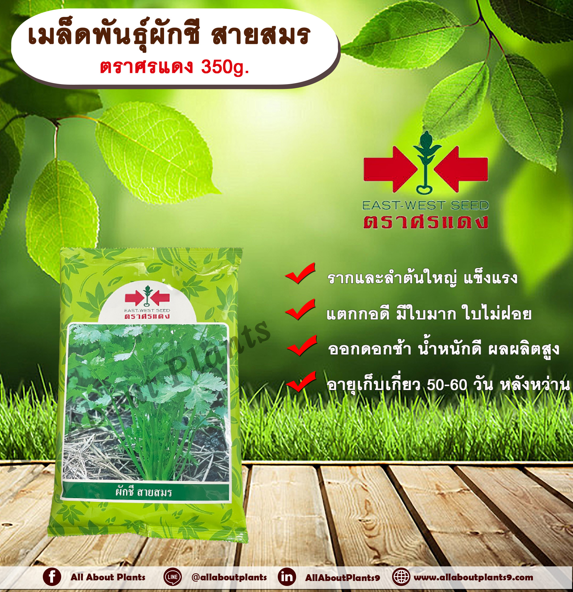 เมล็ดพันธุ์ผักชี สายสมร ตราศรแดง 350g. เมล็ดพันธุ์ เมล็ดพันธุ์ผัก เมล็ดพันธุ์พืช ผักชี ผักสวนครัว รากใหญ่ ลำต้นใหญ่ แตกกอดี ออกดอกช้า ใบไม่ฝอย ใบไม่เปื่อย น้ำหนักดี กลิ่นหอม เมล็ดพันธุ์ควบคุม ศรแดง allaboutplants ถุง