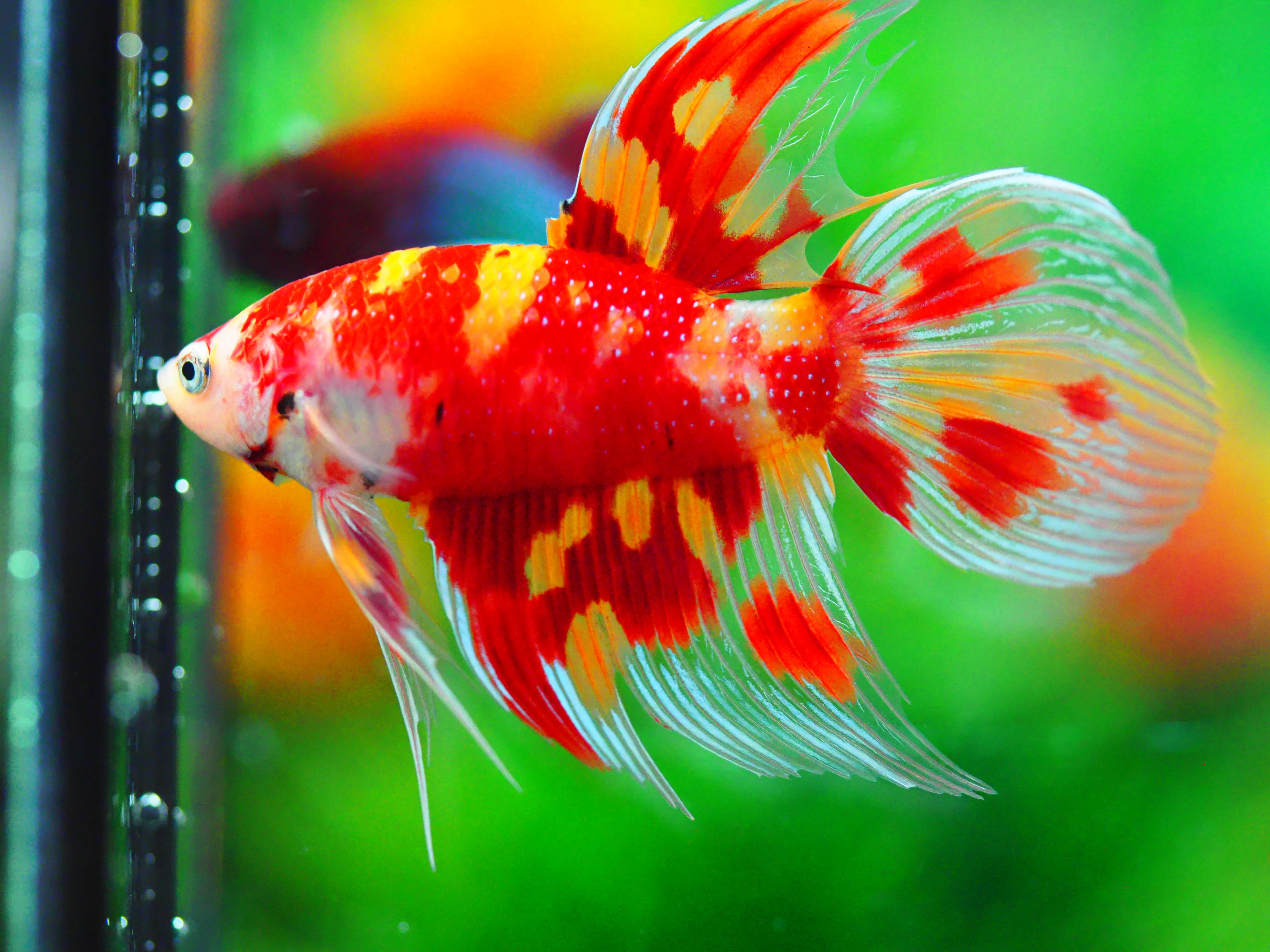 VT NEMO MALE GRADE A +++