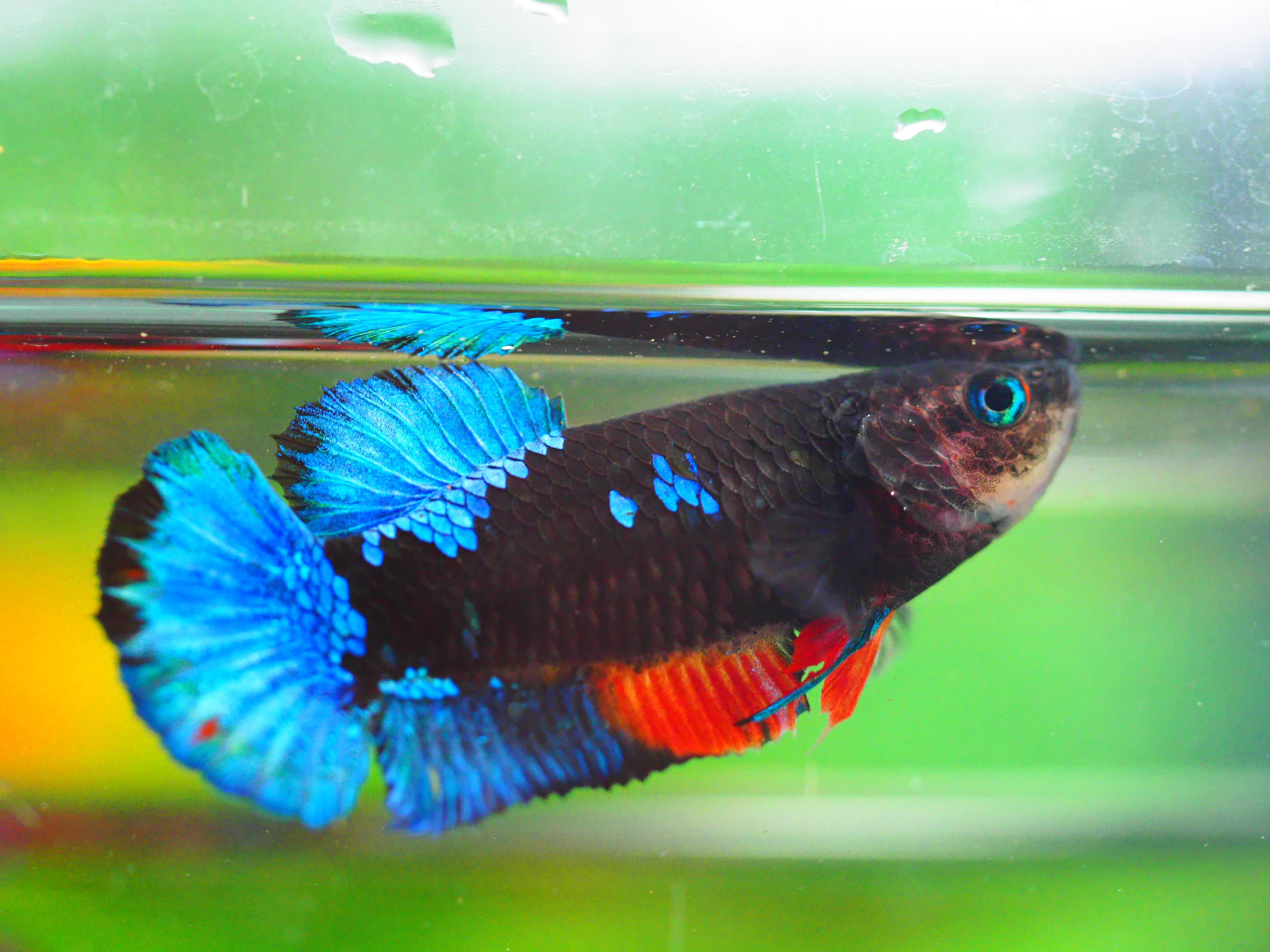 HMPK KOI GALAXY FEMALE GRADE A +++