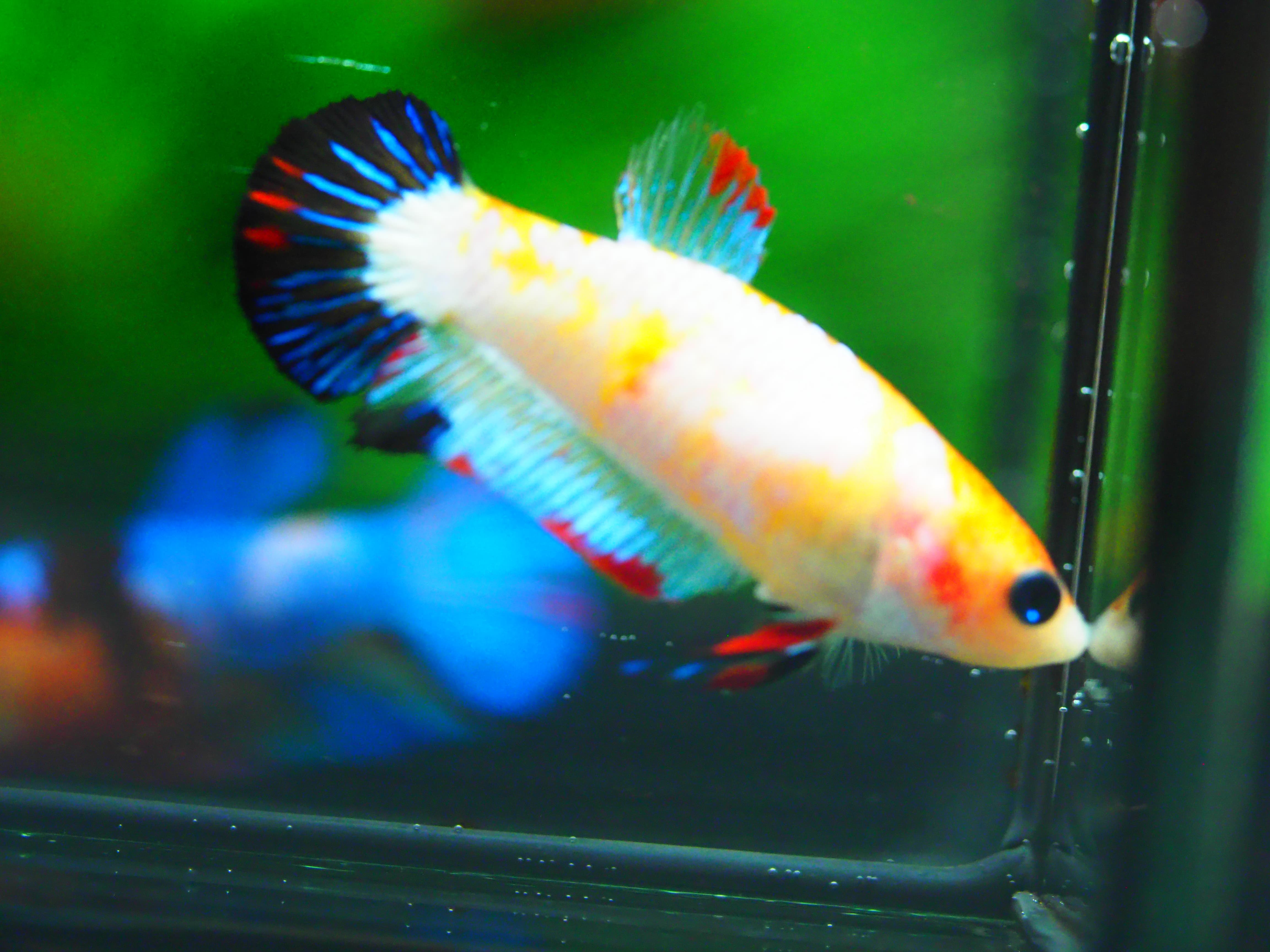 HMPK KOI FANCY FN MALE GRADE A +++