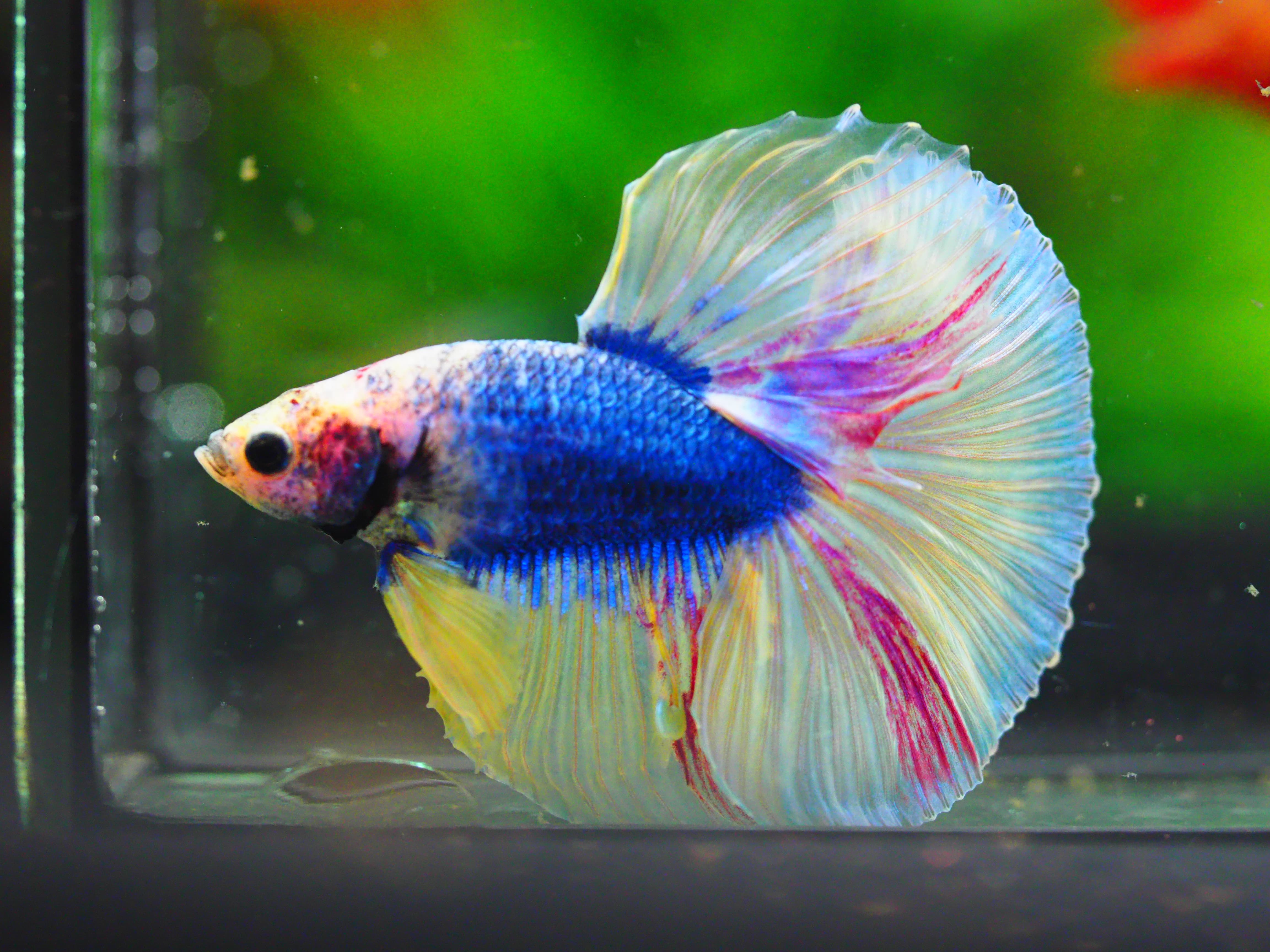 HM FANCY MALE GRADE A++