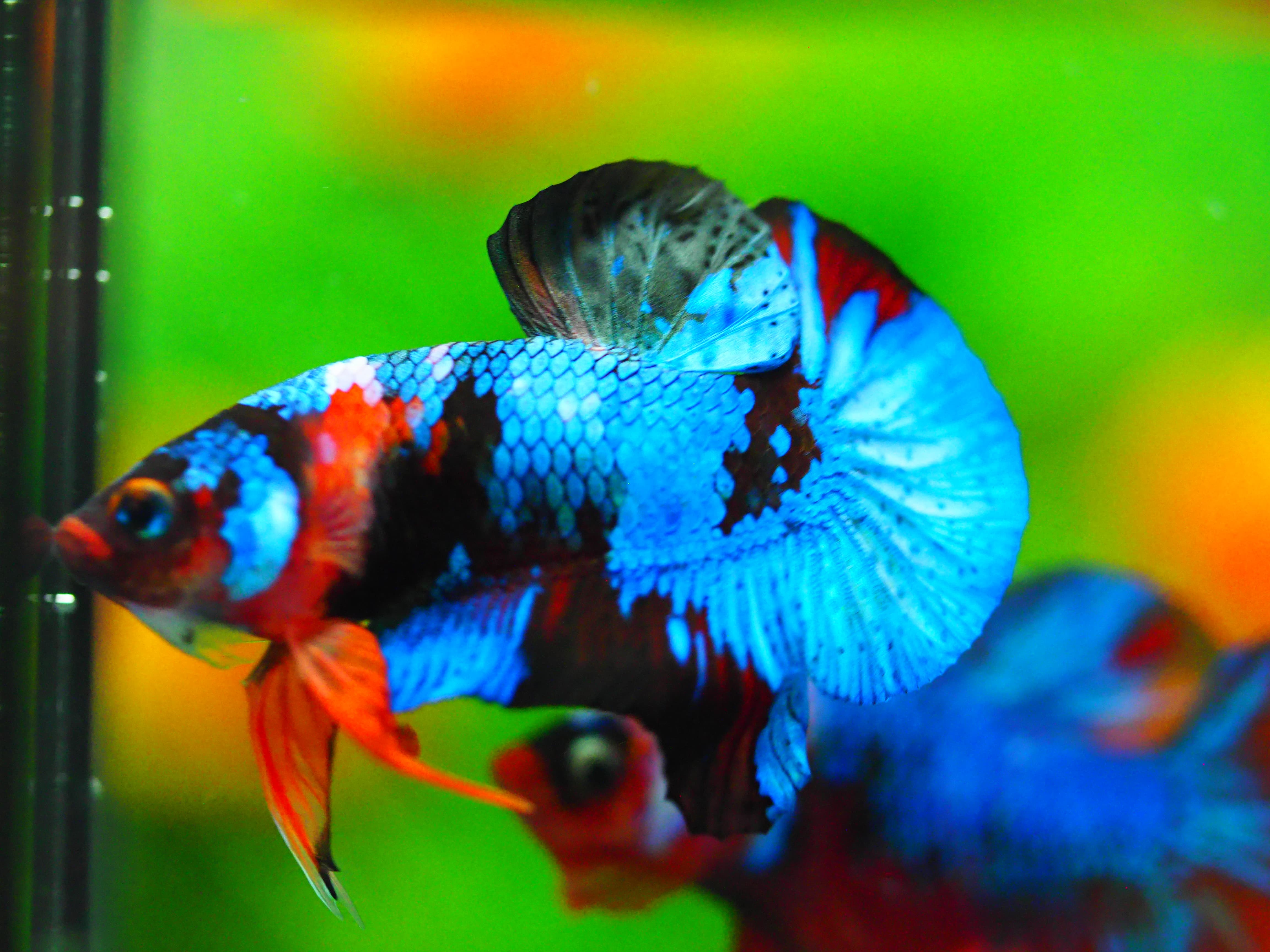 HMPK NEMO GALAXY MALE GRADE A +++