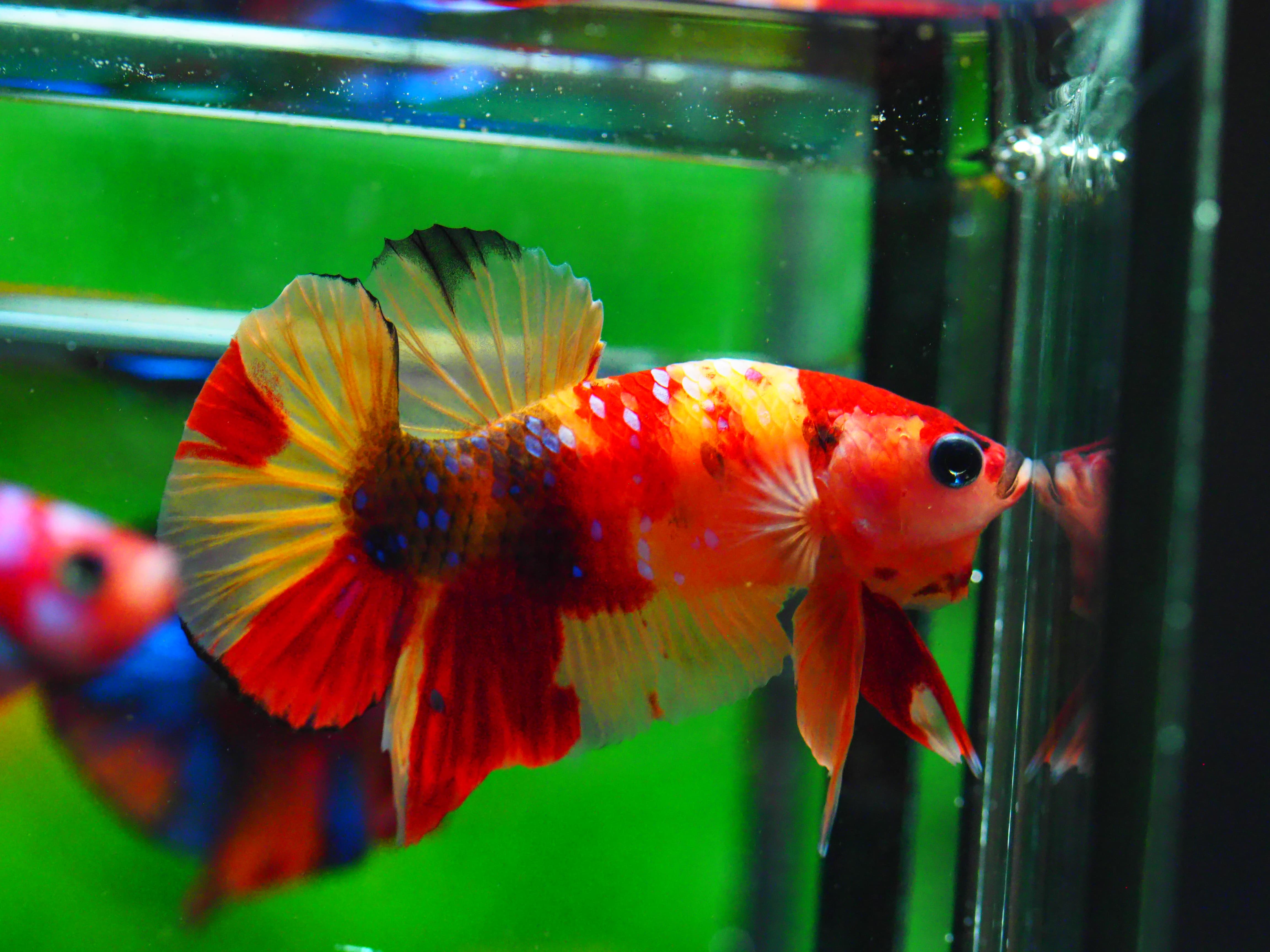 HMPK NEMO MALE GRADE A +++