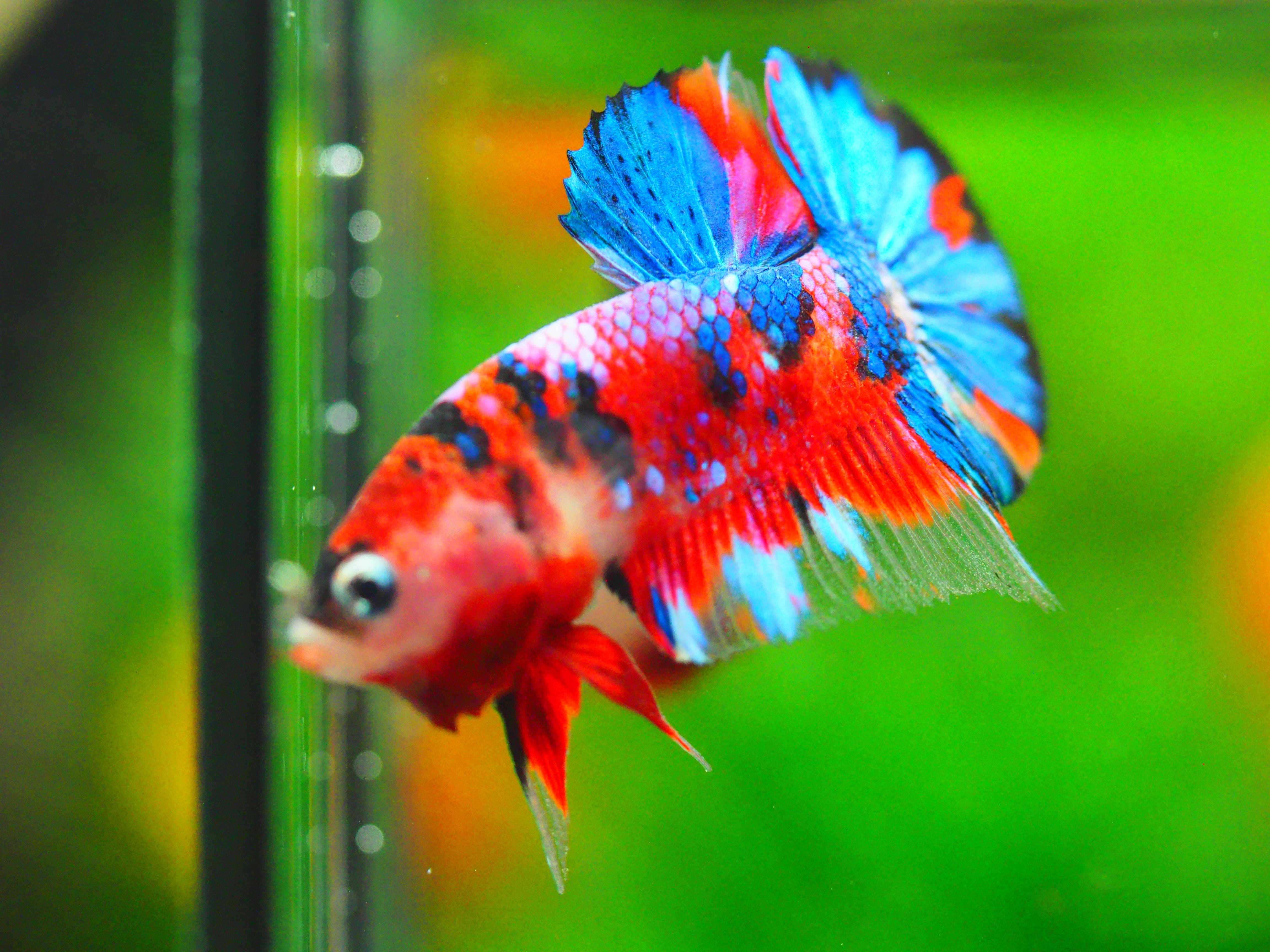 HMPK KOI GALAXY MALE GRADE A++