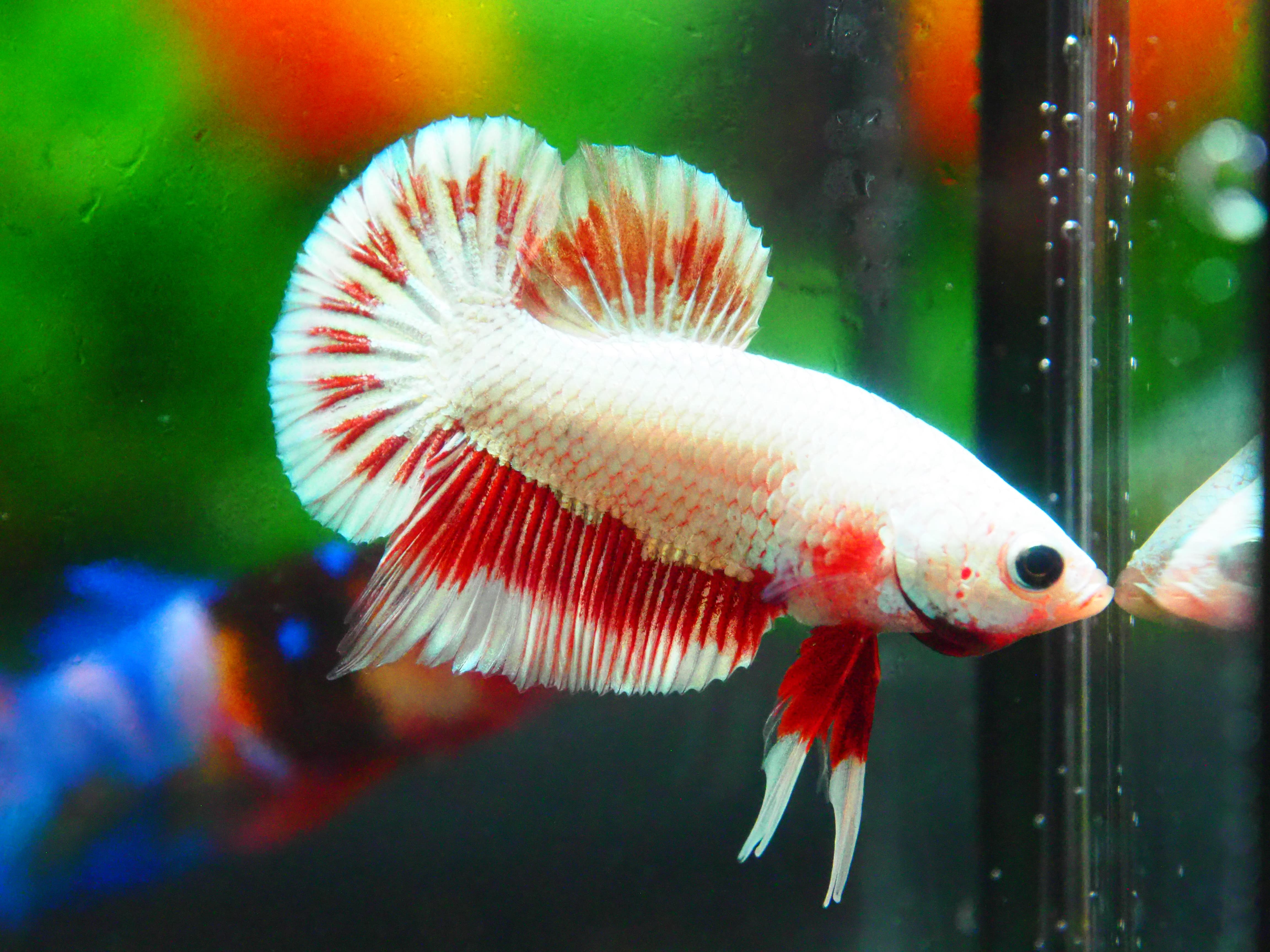 HMPK COPPER FANCY MALE GRADE A +++