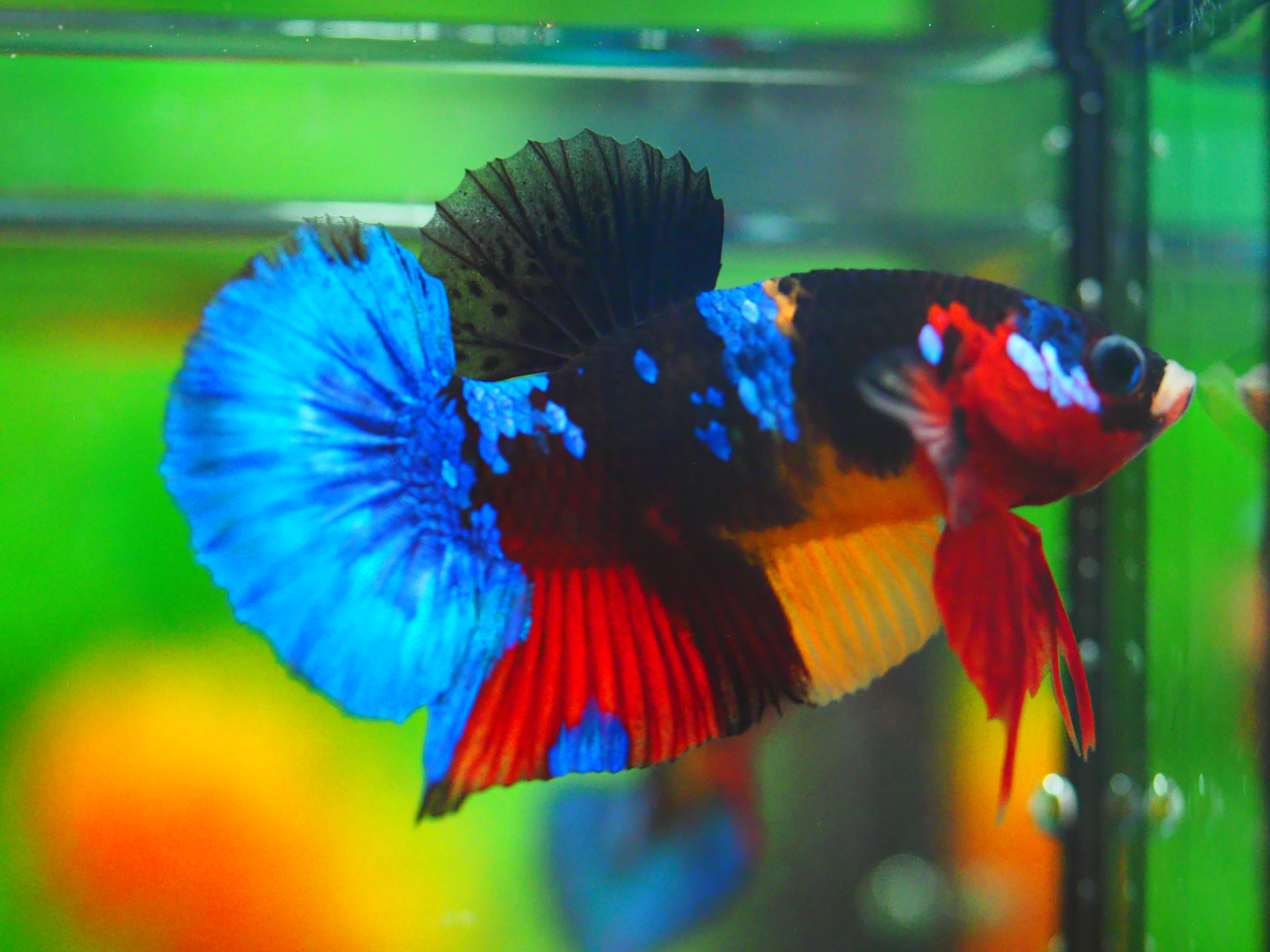 HMPK KOI GALAXY MALE GRADE A +++