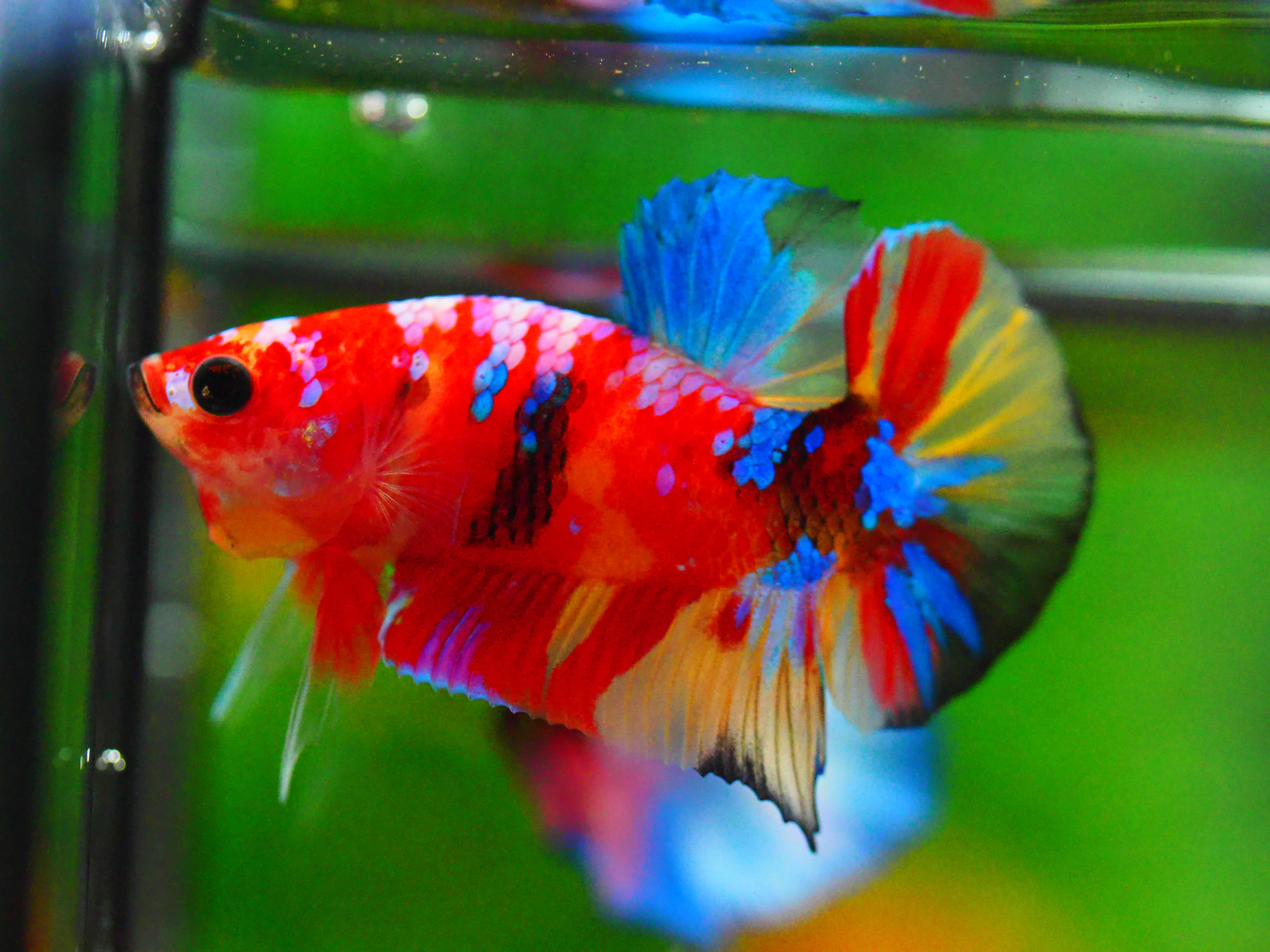 HMPK NEMO GALAXY MALE GRADE A +++