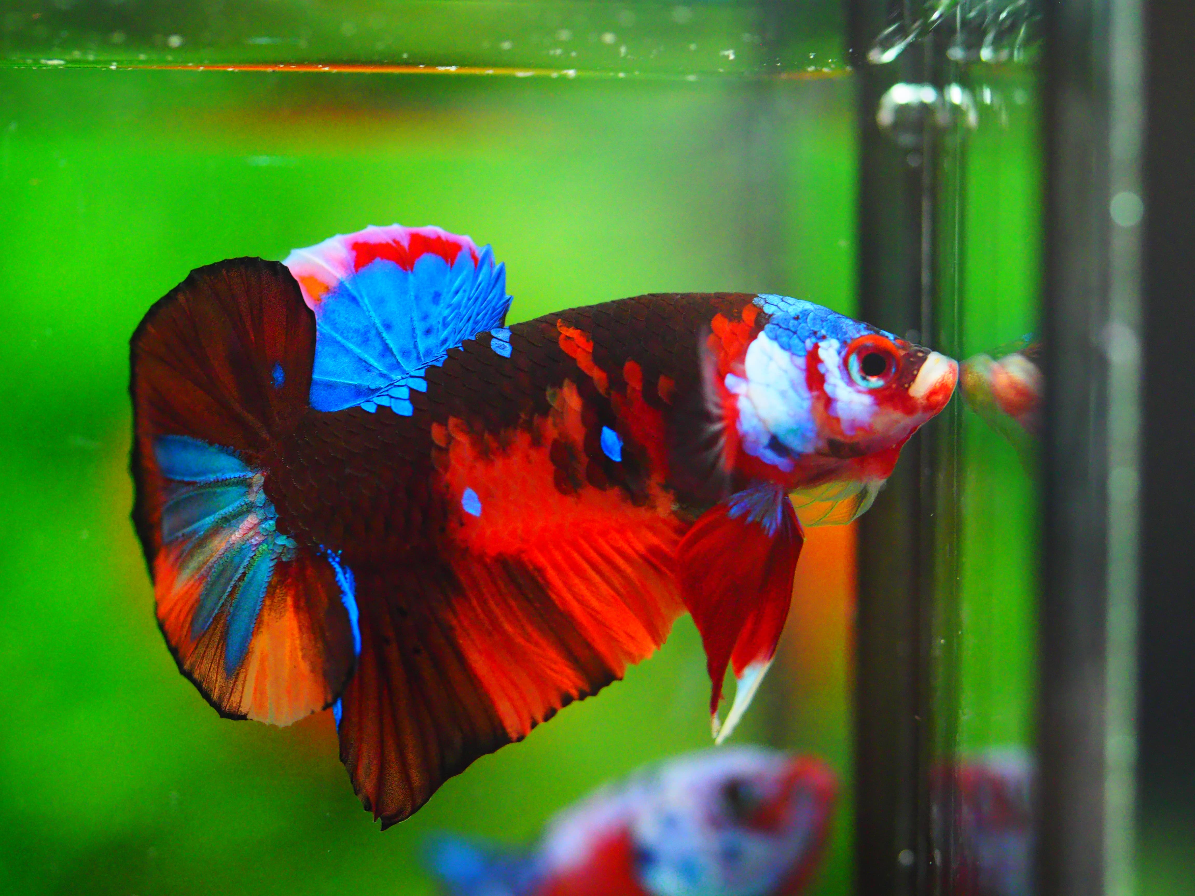 HMPK NEMO GALAXY MALE GRADE A +++