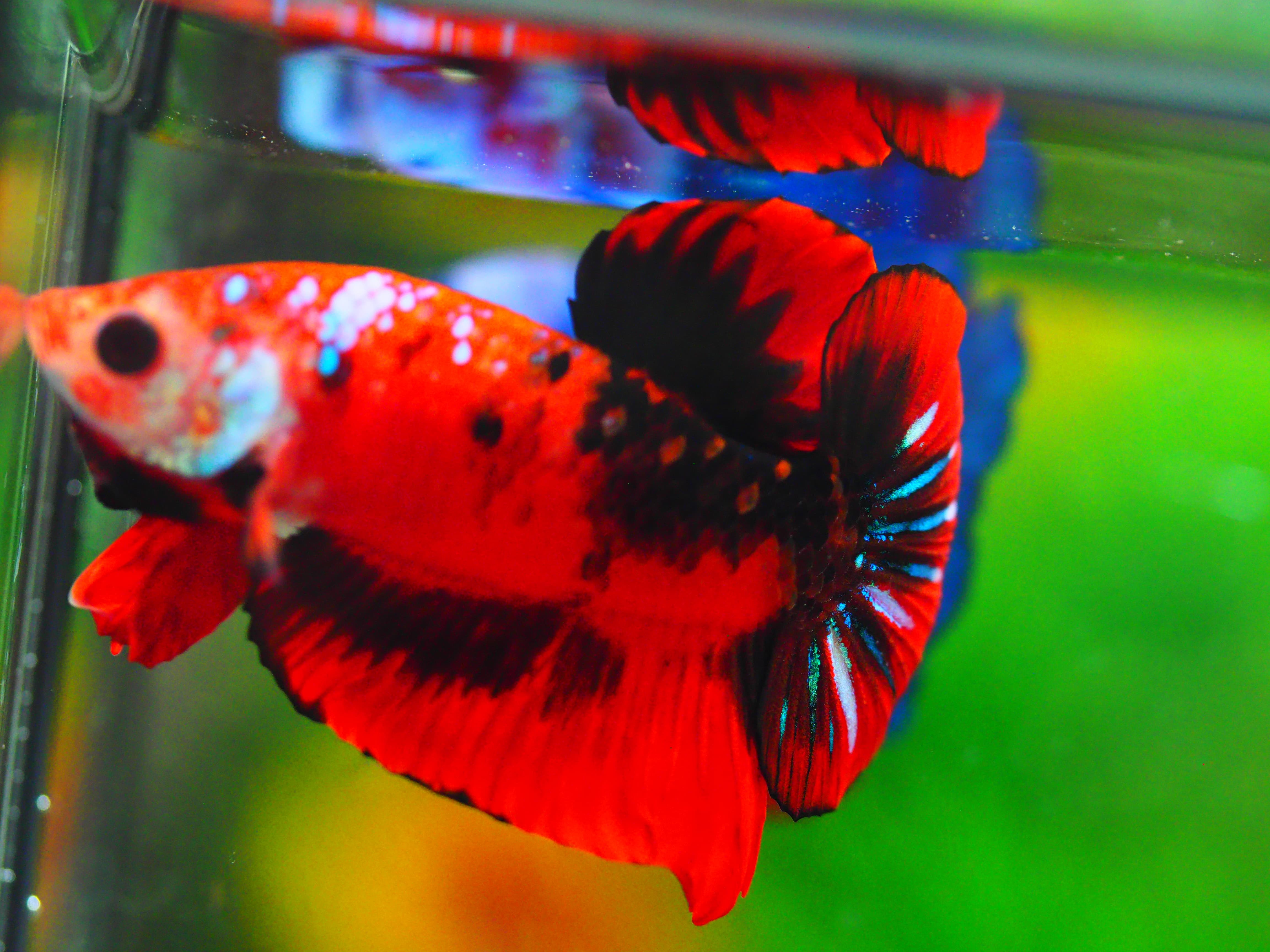 HMPK KOI GALAXY MALE GRADE A +++