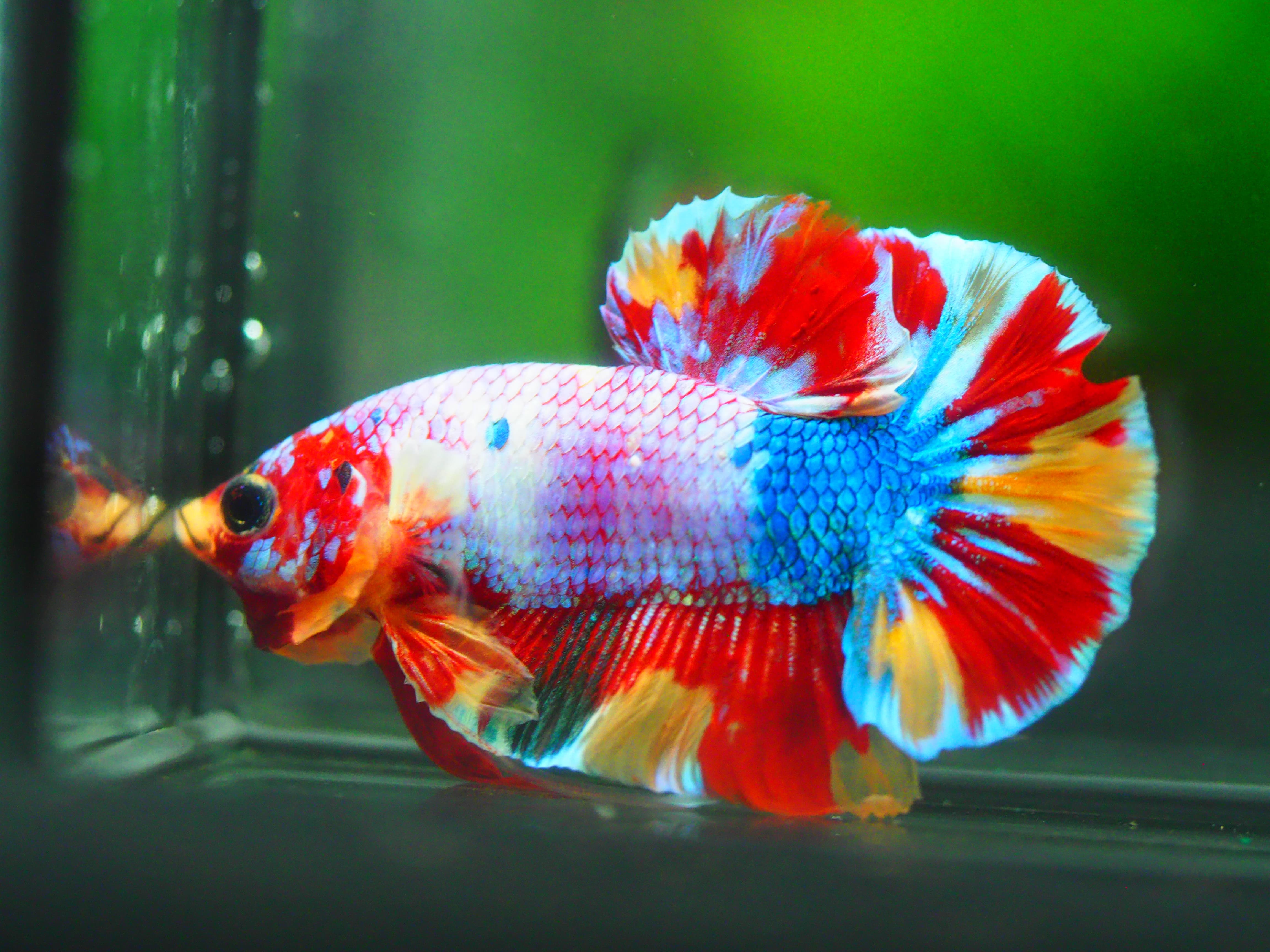 HMPK KOI GALAXY MALE GRADE A +++