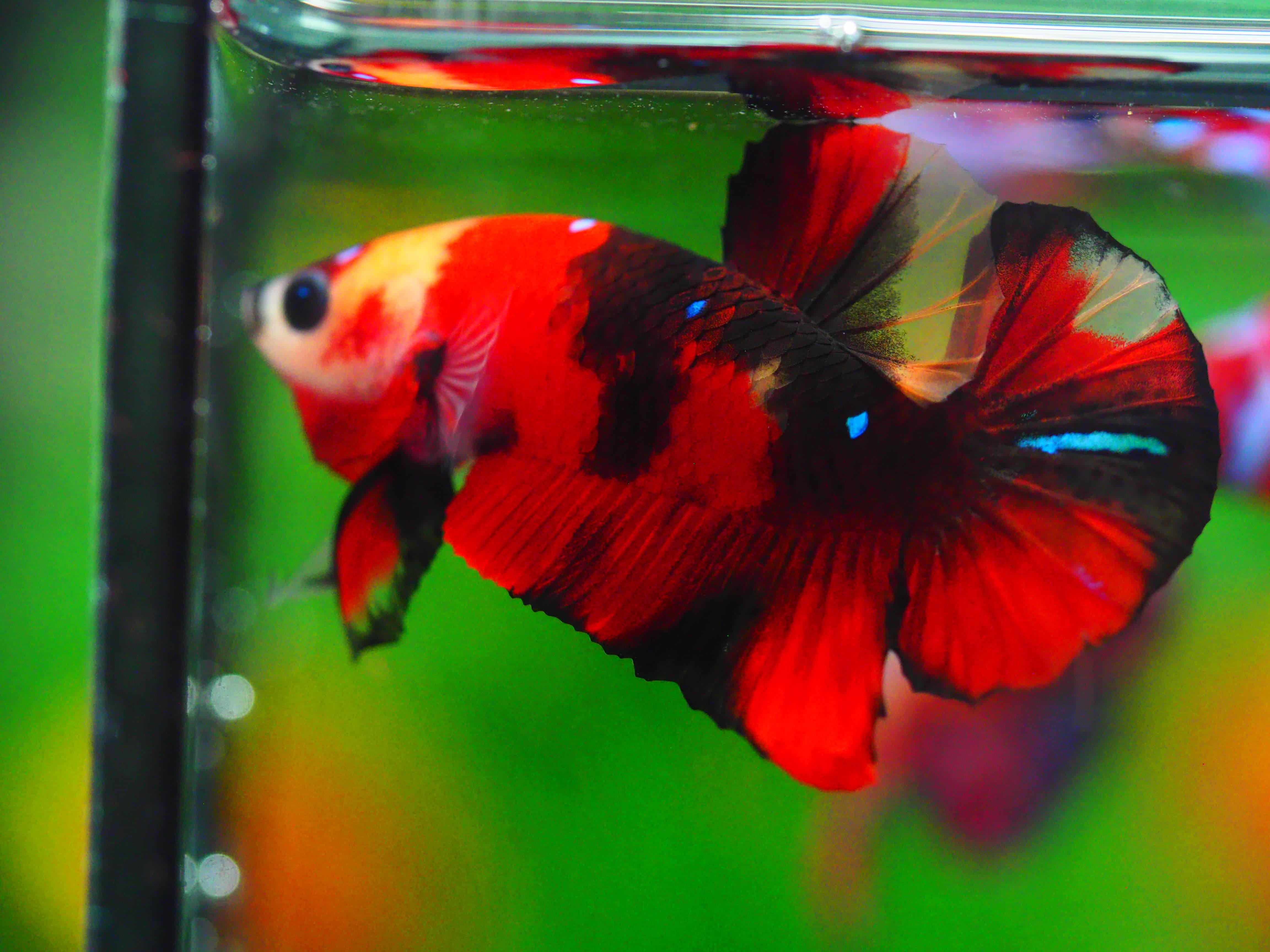 HMPK KOI GALAXY MALE GRADE A +++