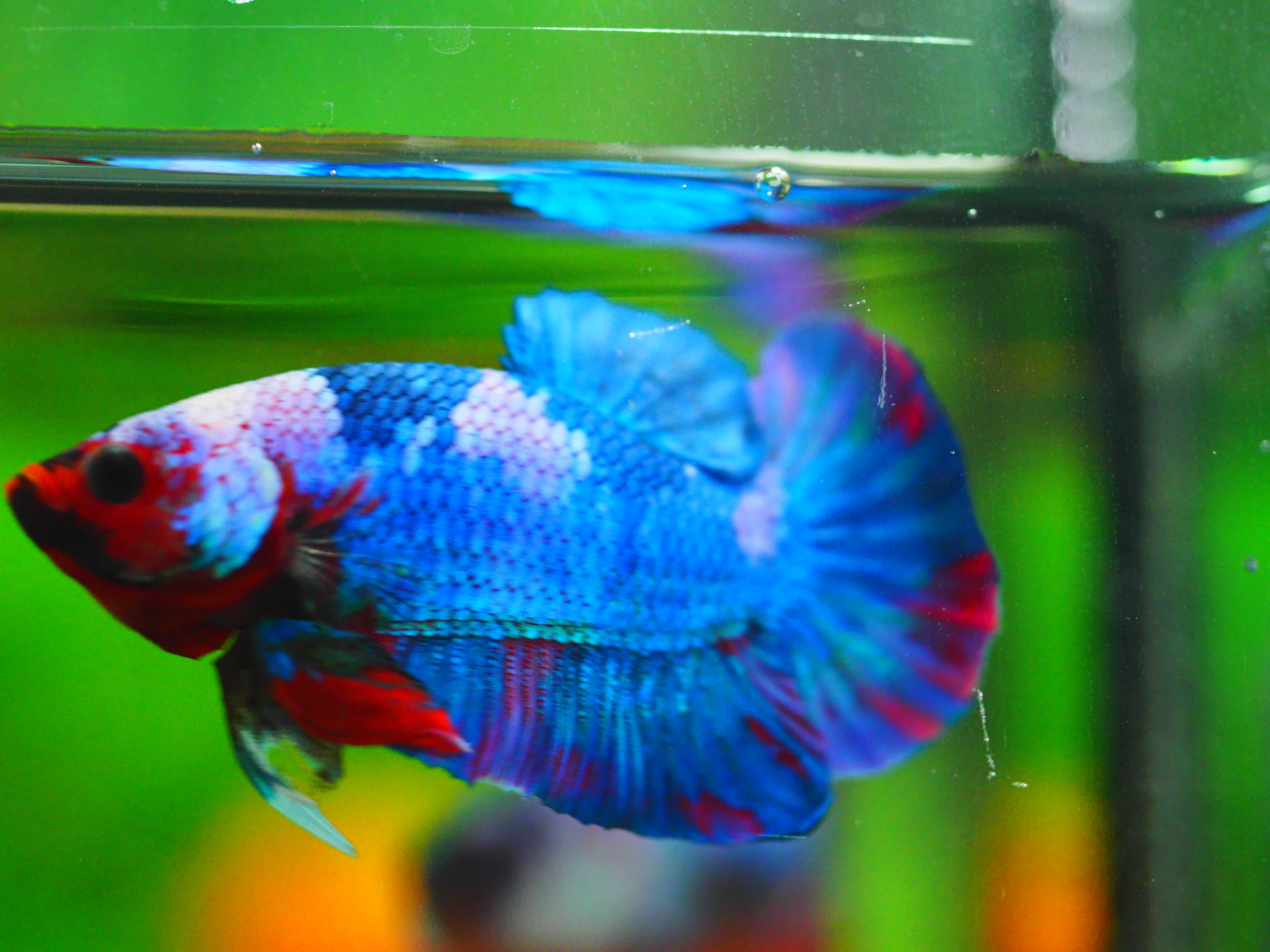 HMPK KOI GALAXY MALE GRADE A++