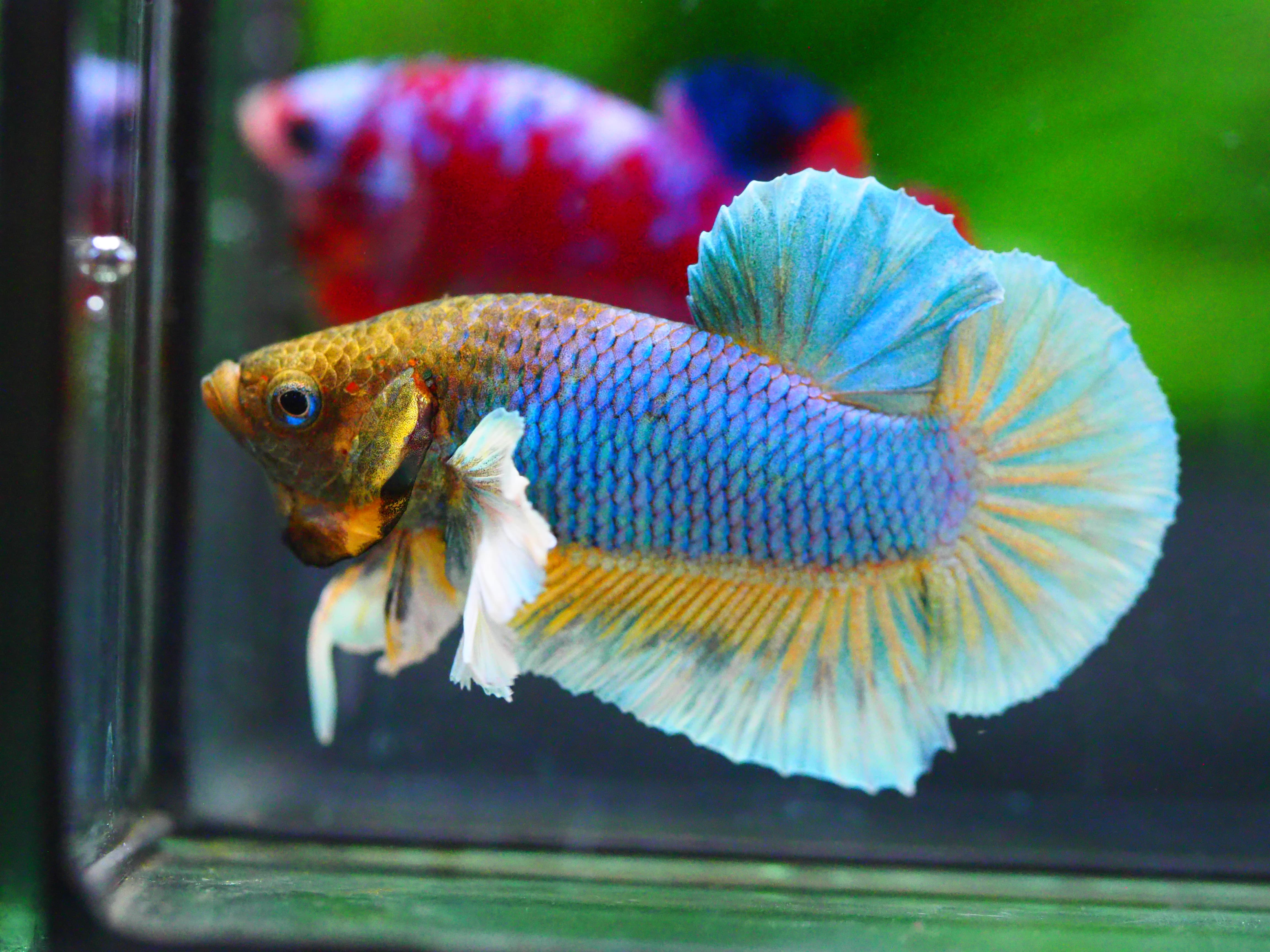 HMPK DUMBO MALE GRADE A +++