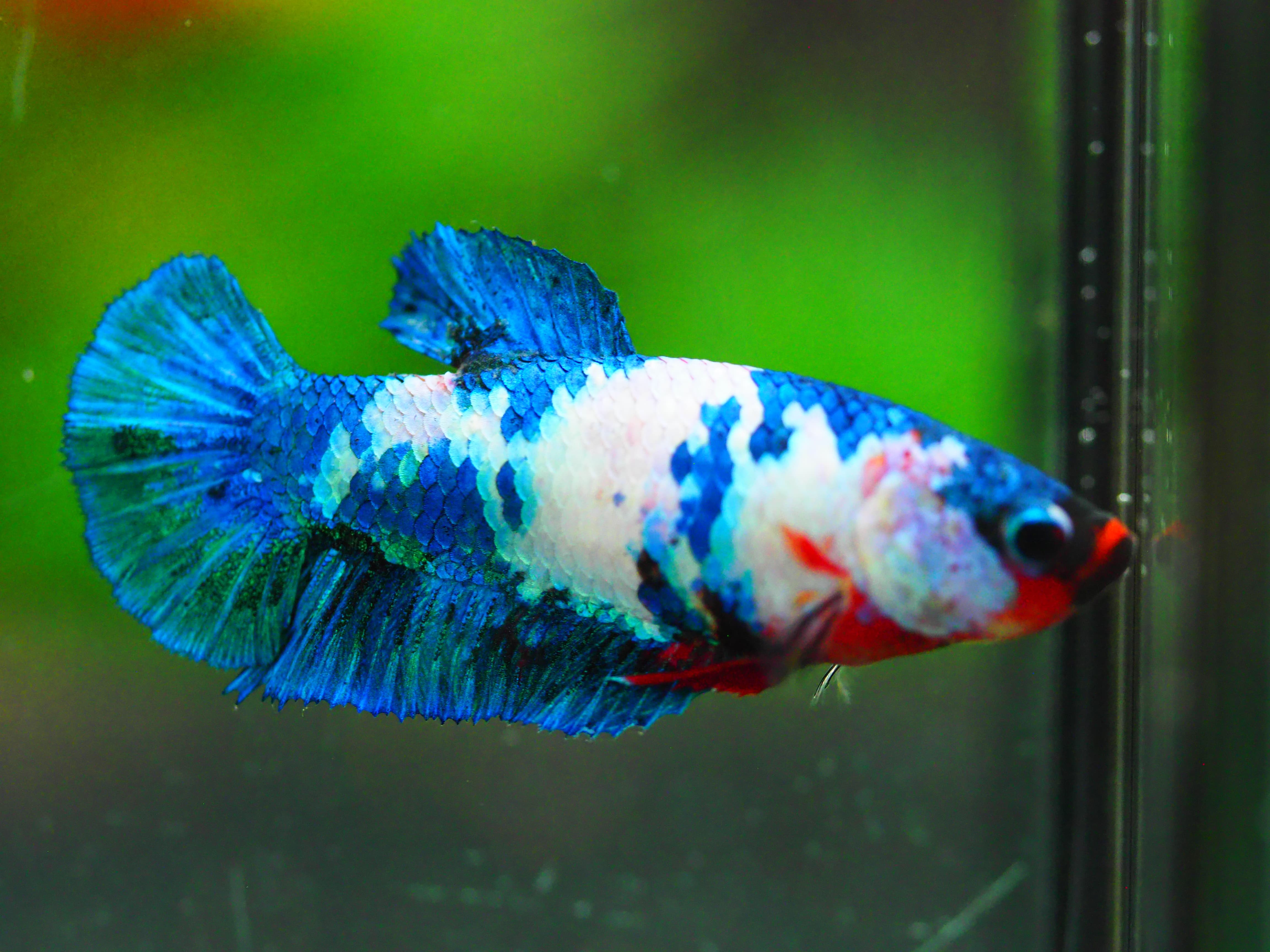 HMPK KOI FANCY FNMALE GRADE A +++