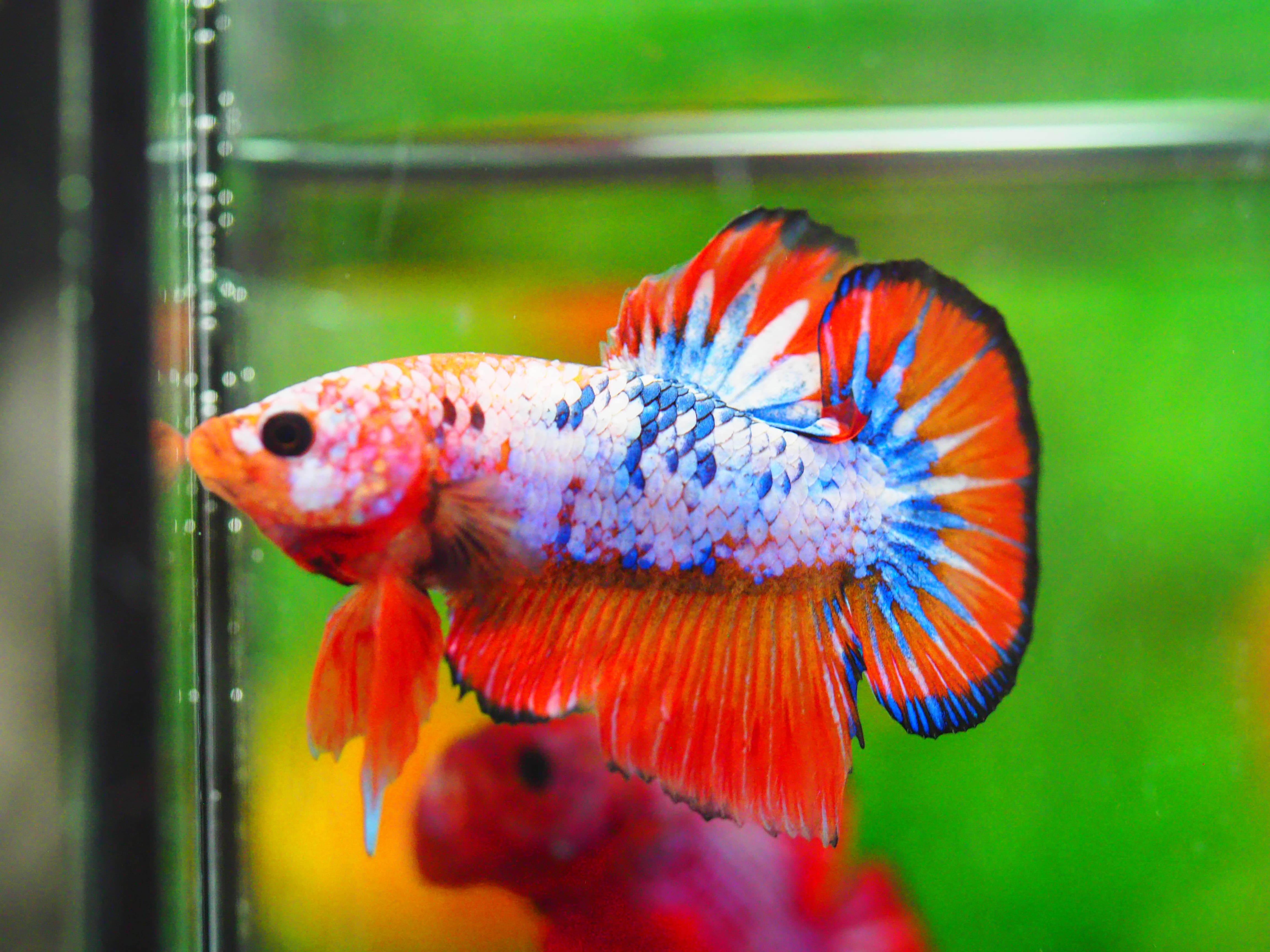 HMPK FANCY MALE GRADE A +++