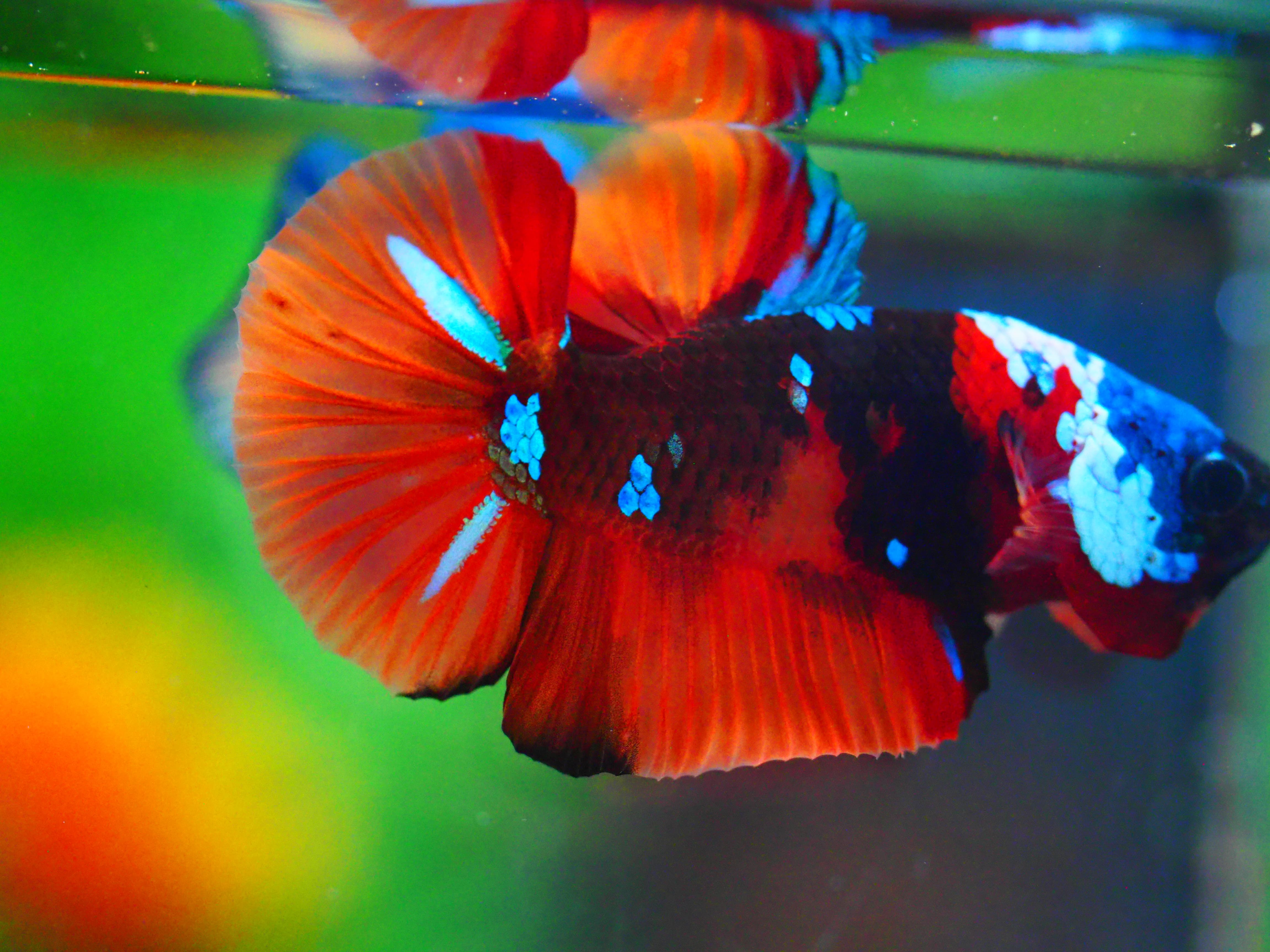 HMPK NEMO GALAXY MALE ไม่มีตะเกียบ ผลลั