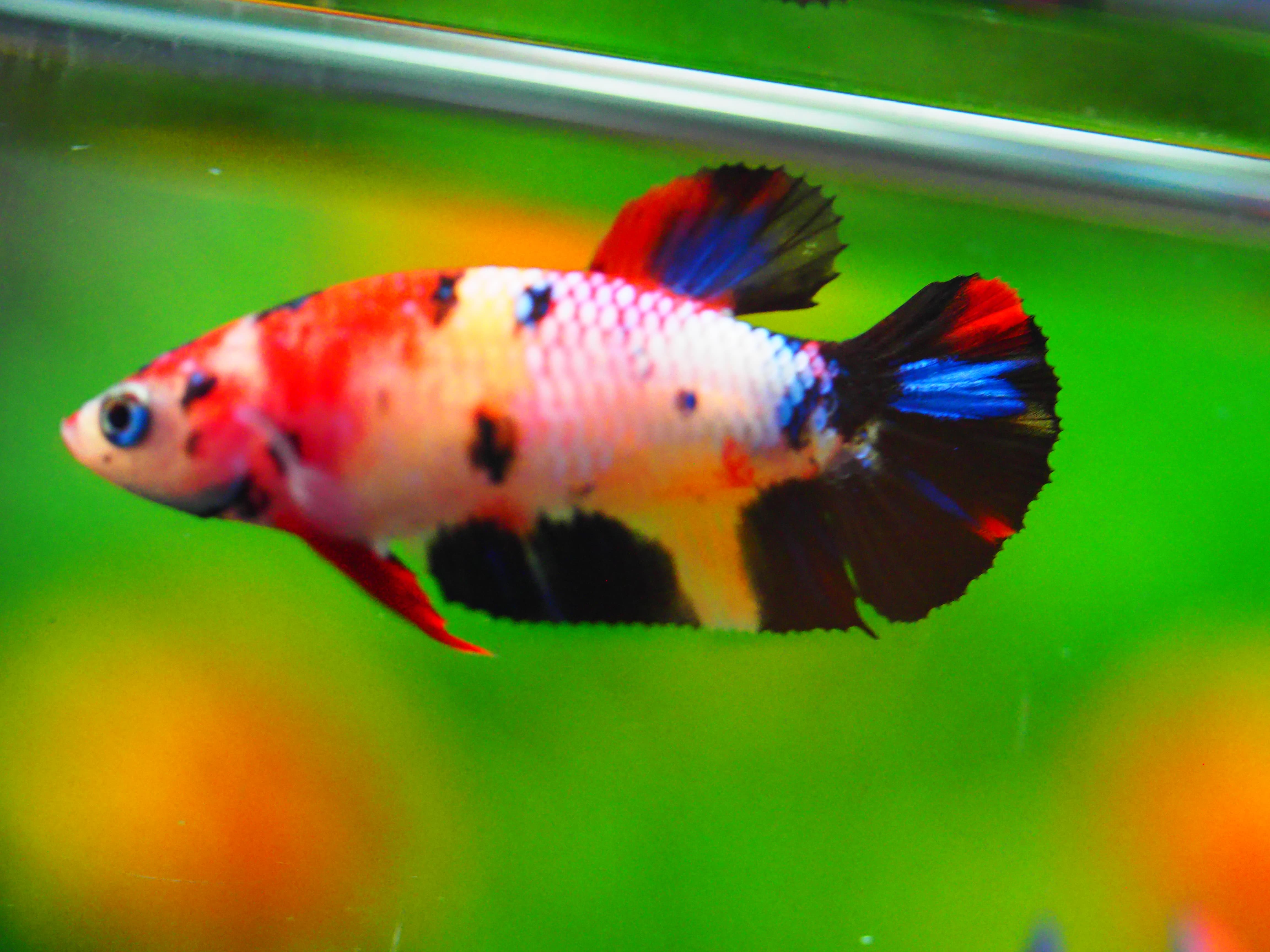 HMPK KOI GALAXY FNMALE GRADE A +++