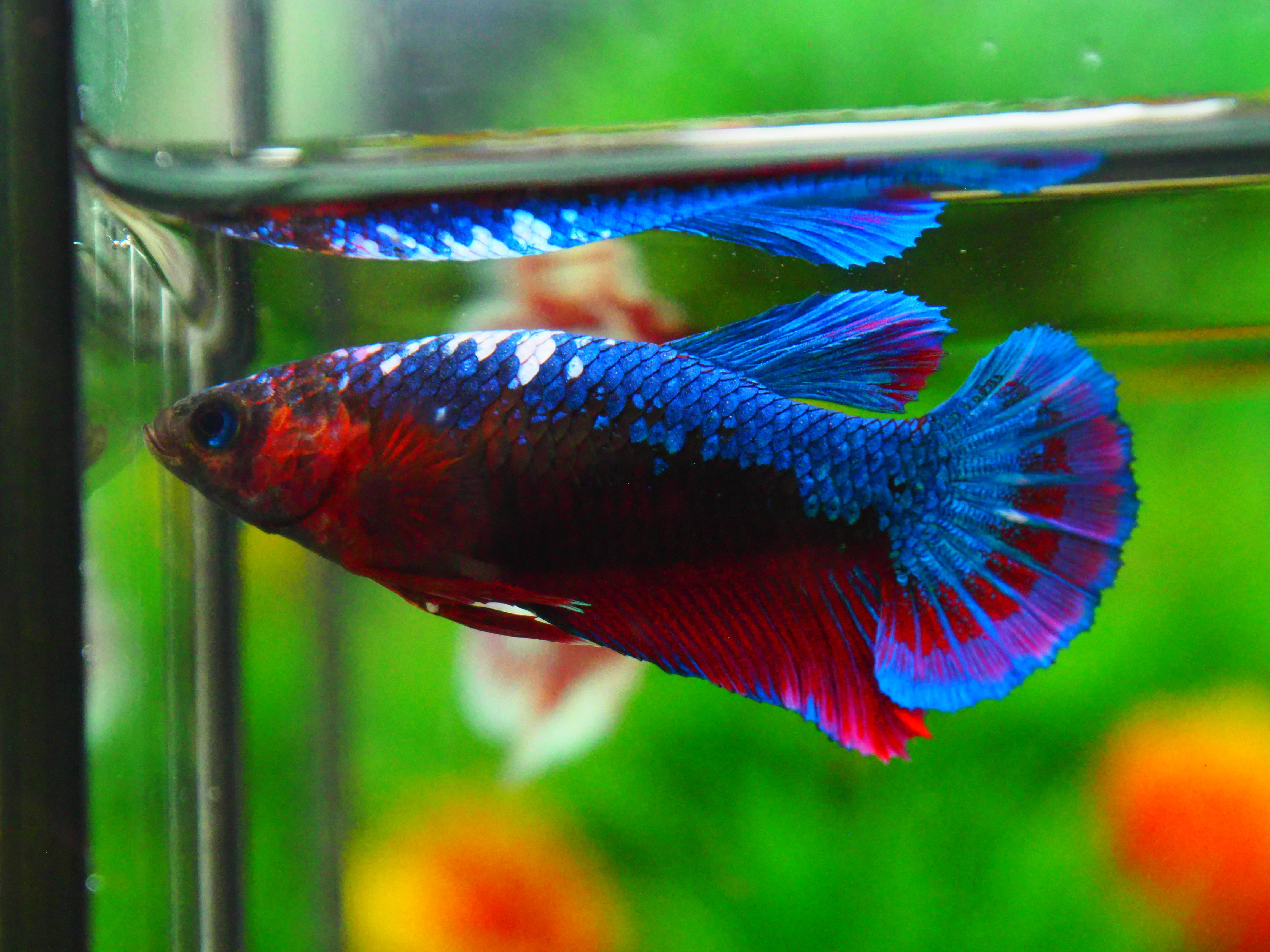 HMPK FANCY FN MALE GRADE A +++