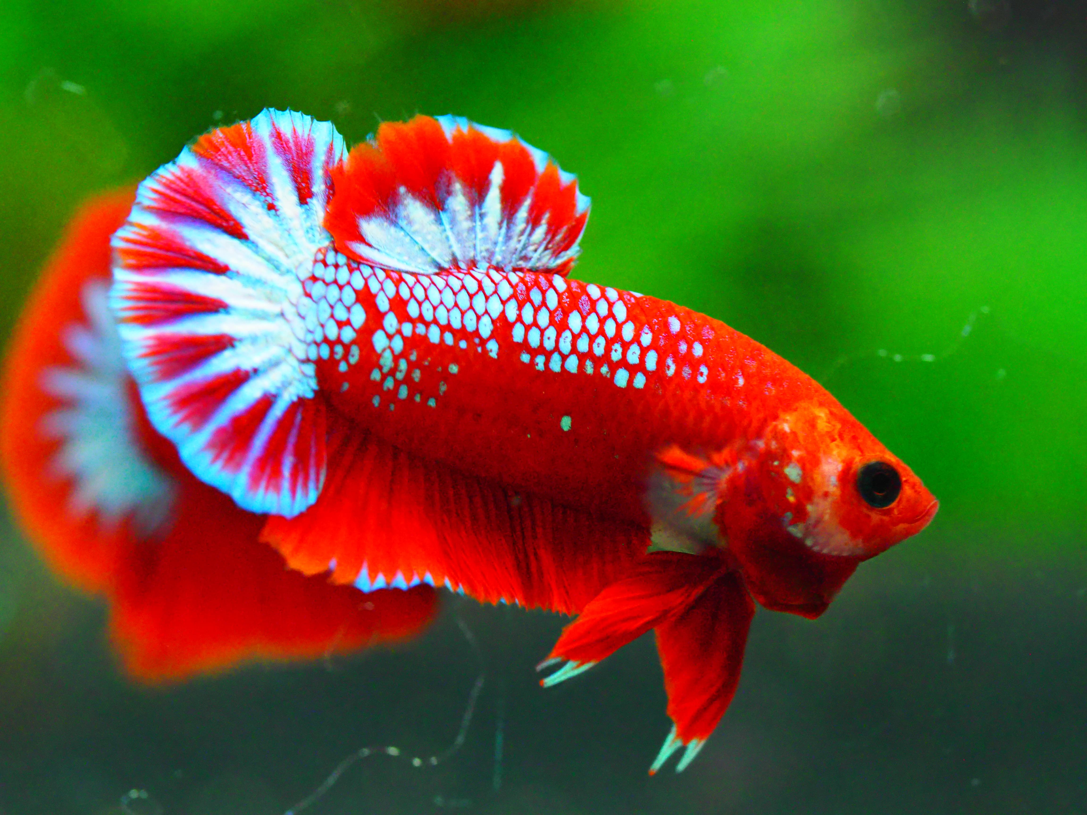 HMPK FANCY MALE GRADE A +++