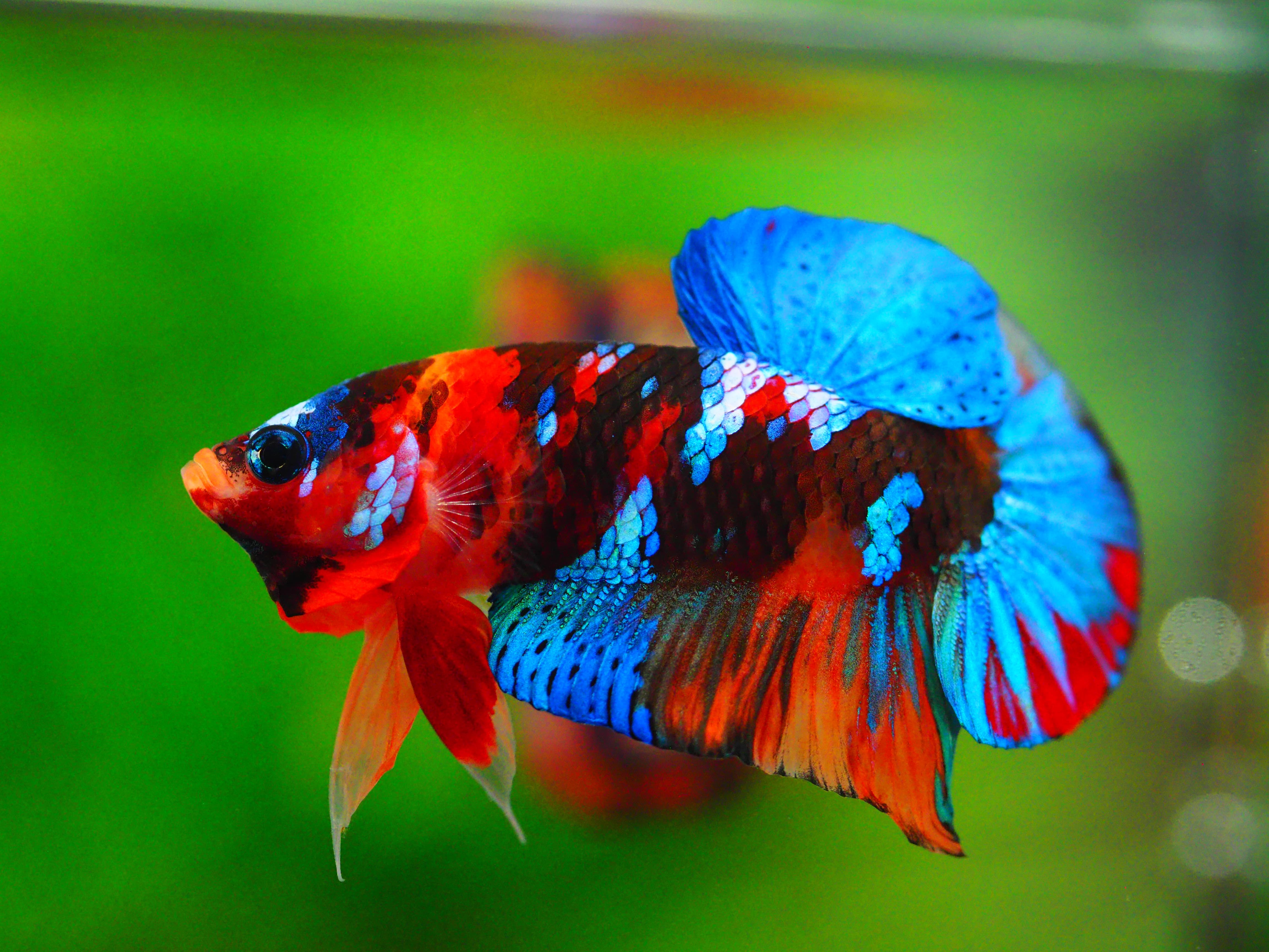 HMPK NEMO GALAXY MALE GRADE A +++