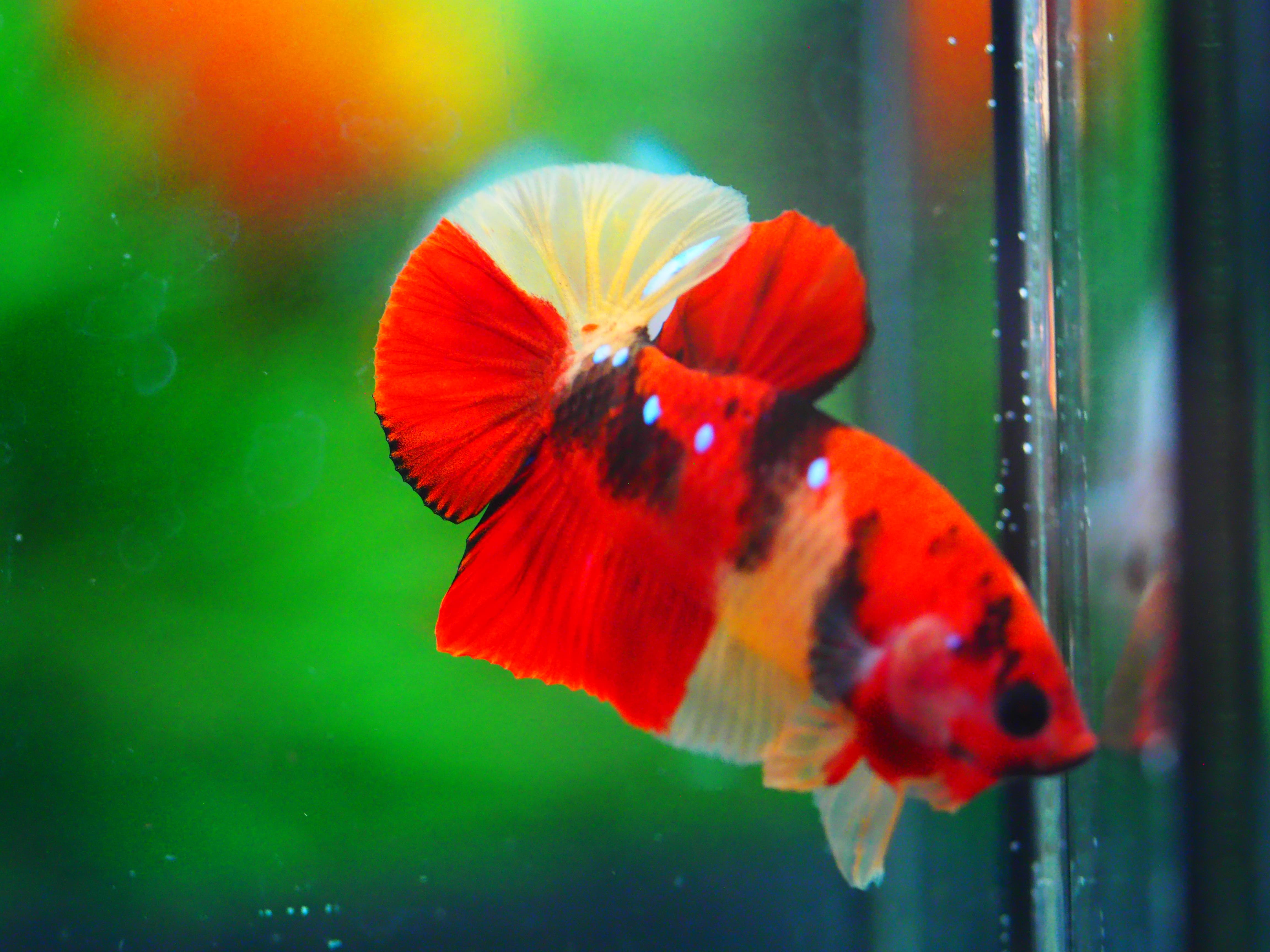 HMPK NEMO MALE GRADE A +++