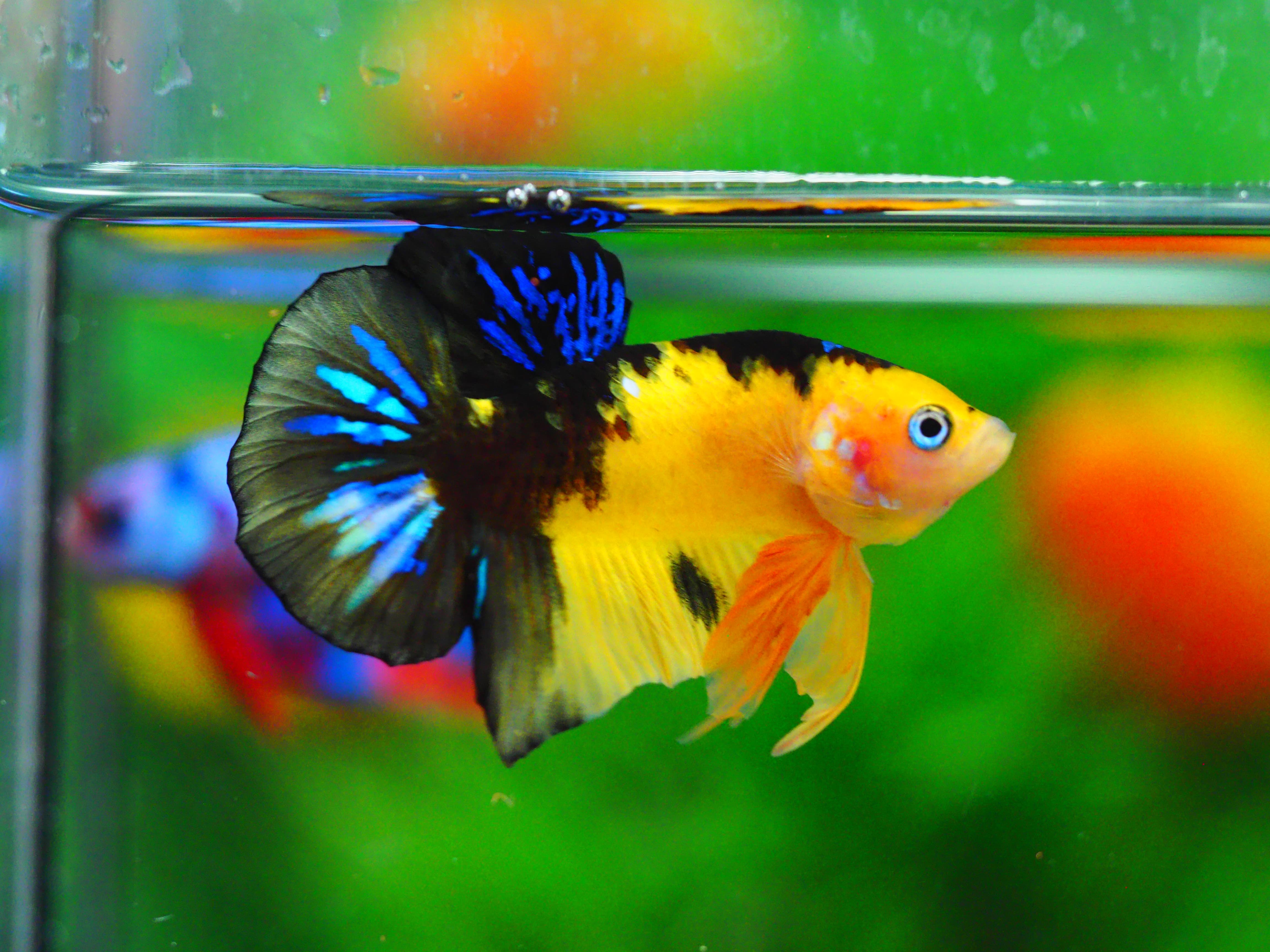 HMPK KOI YELLOW MALE GRADE A +++