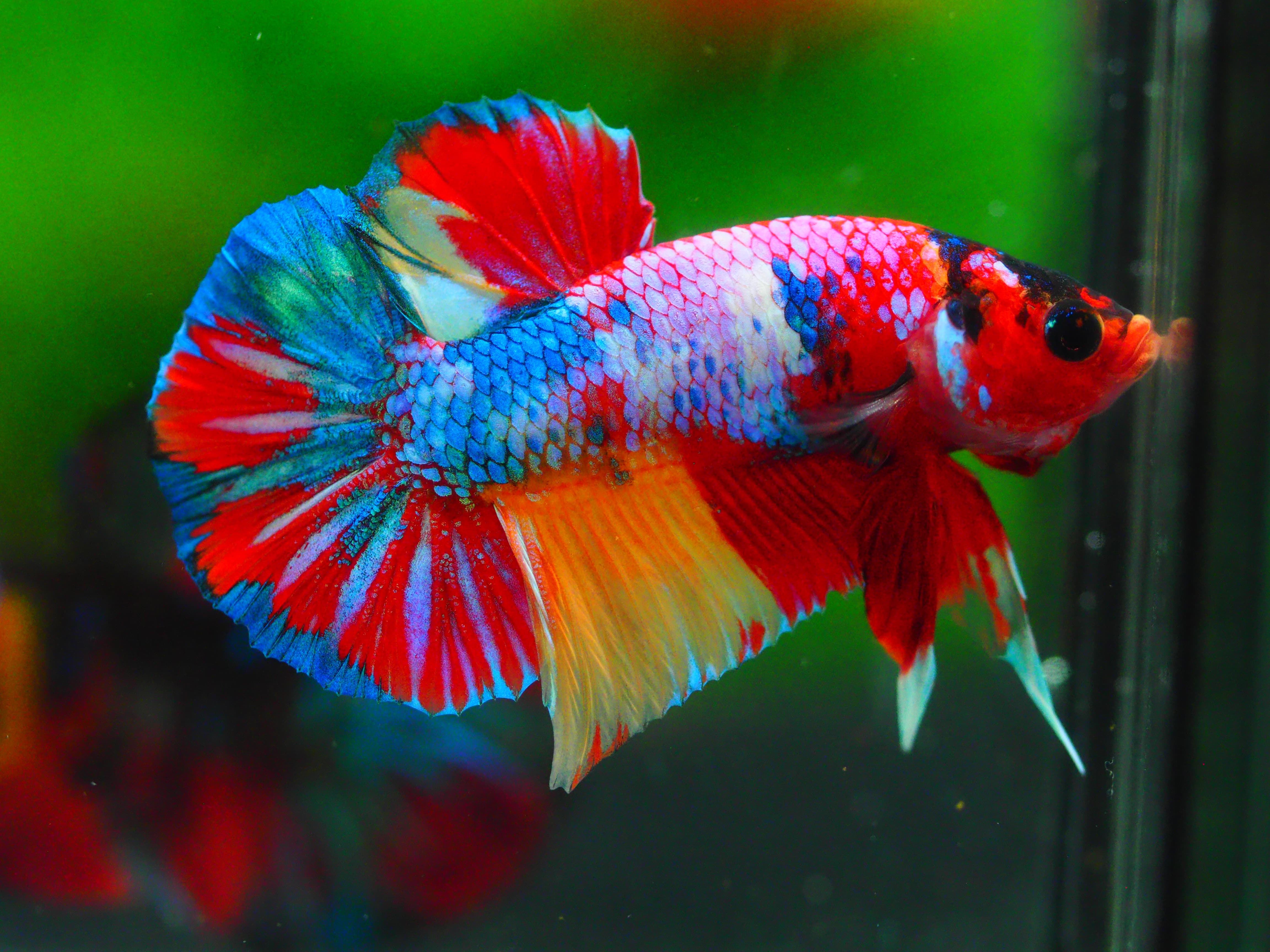 HMPK CANDY MALE GRADE A +++