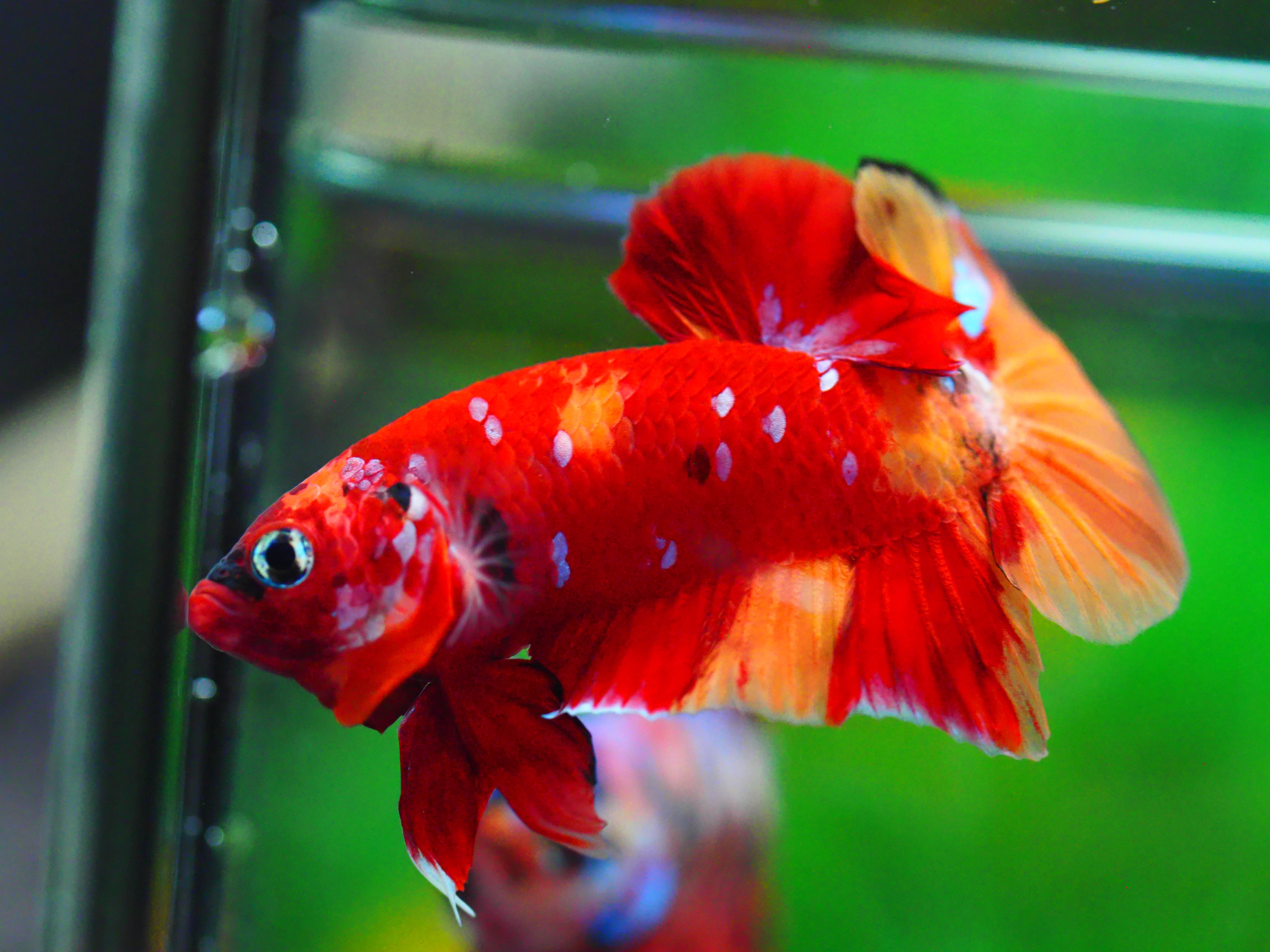 HMPK NEMO GALAXY MALE GRADE A +++