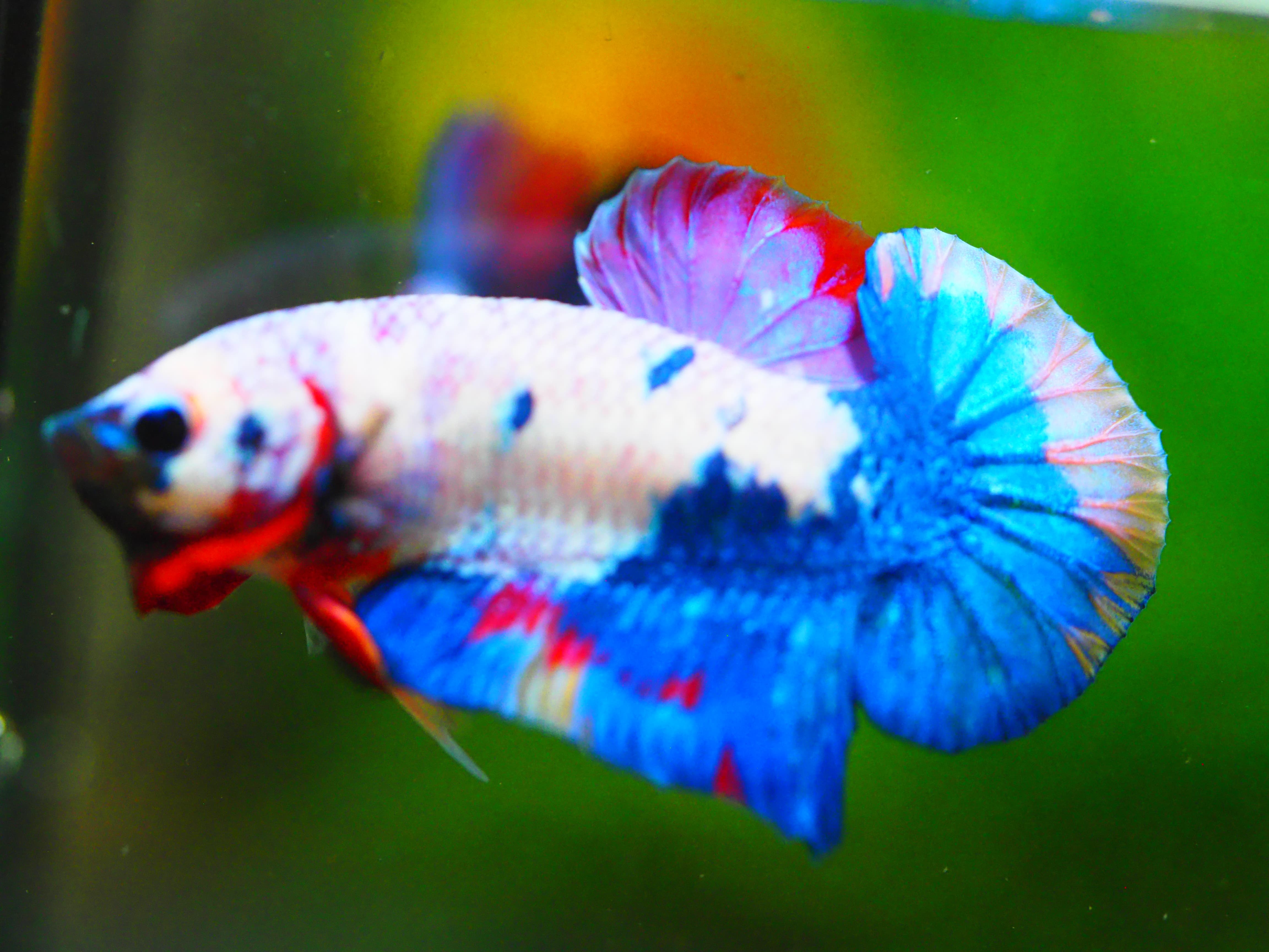 HMPK KOI FANCY MALE GRADE A +++