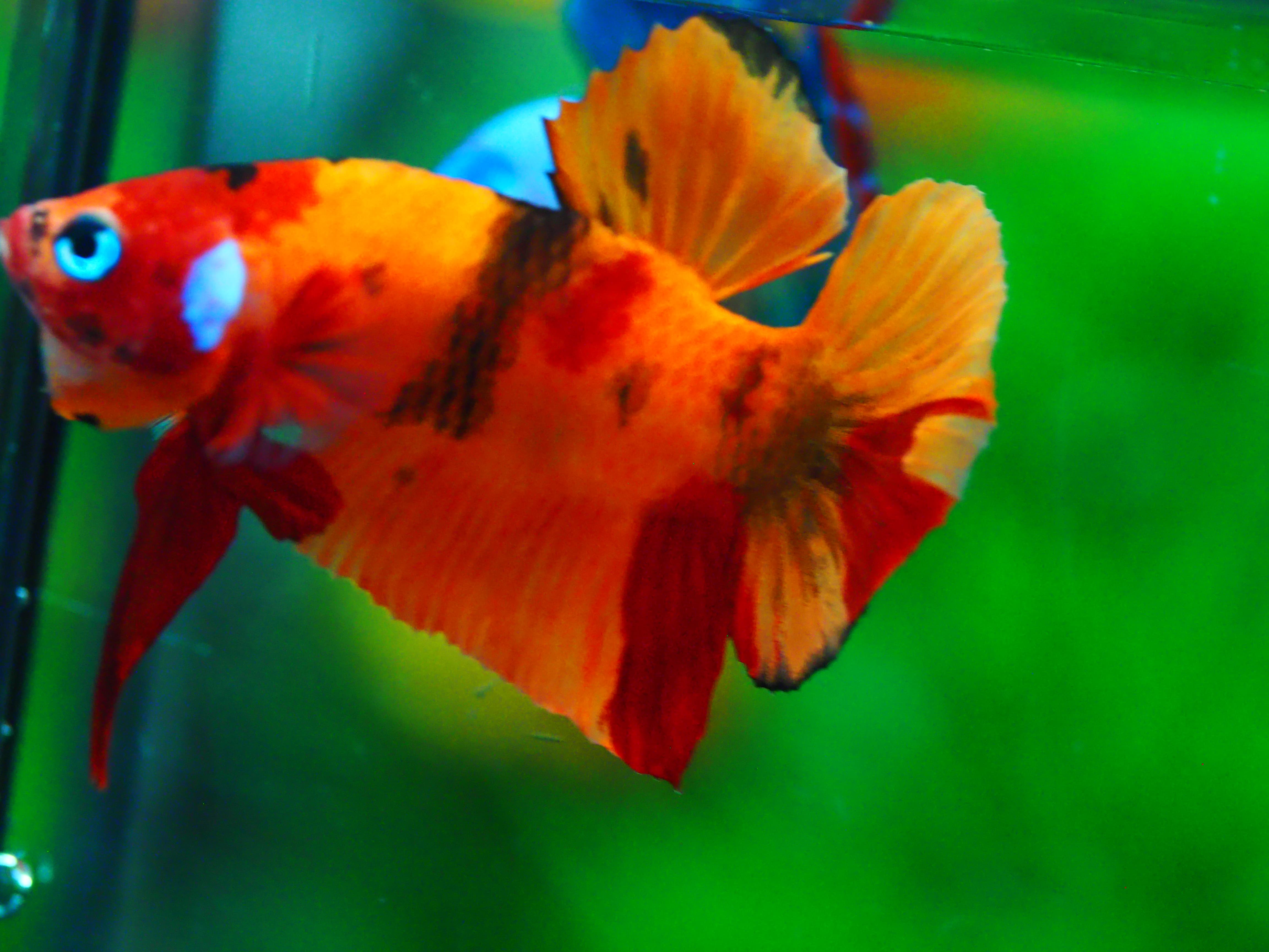 HMPK NEMO MALE GRADE A +++