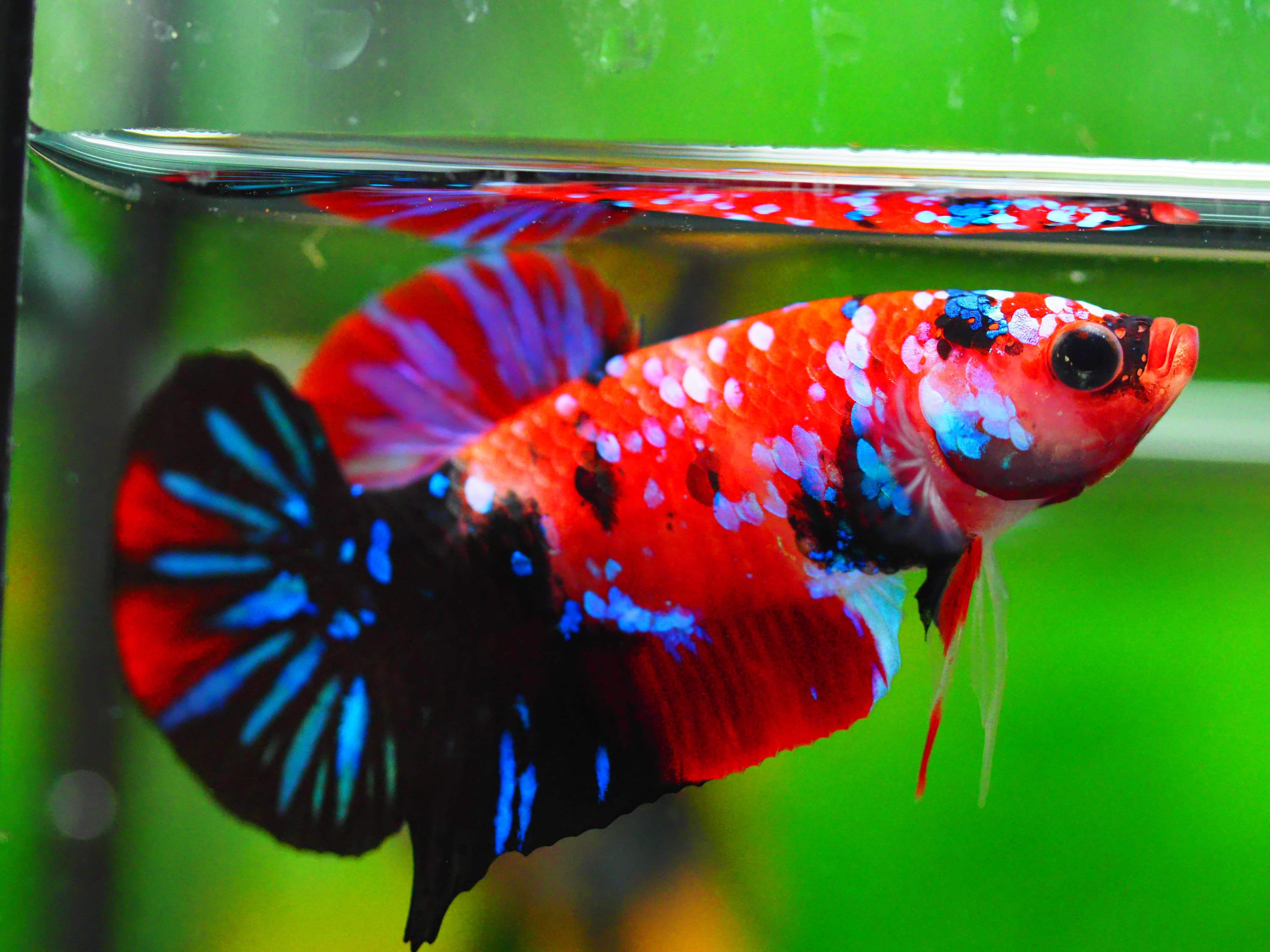 HMPK KOI GALAXY MALE GRADE A +++